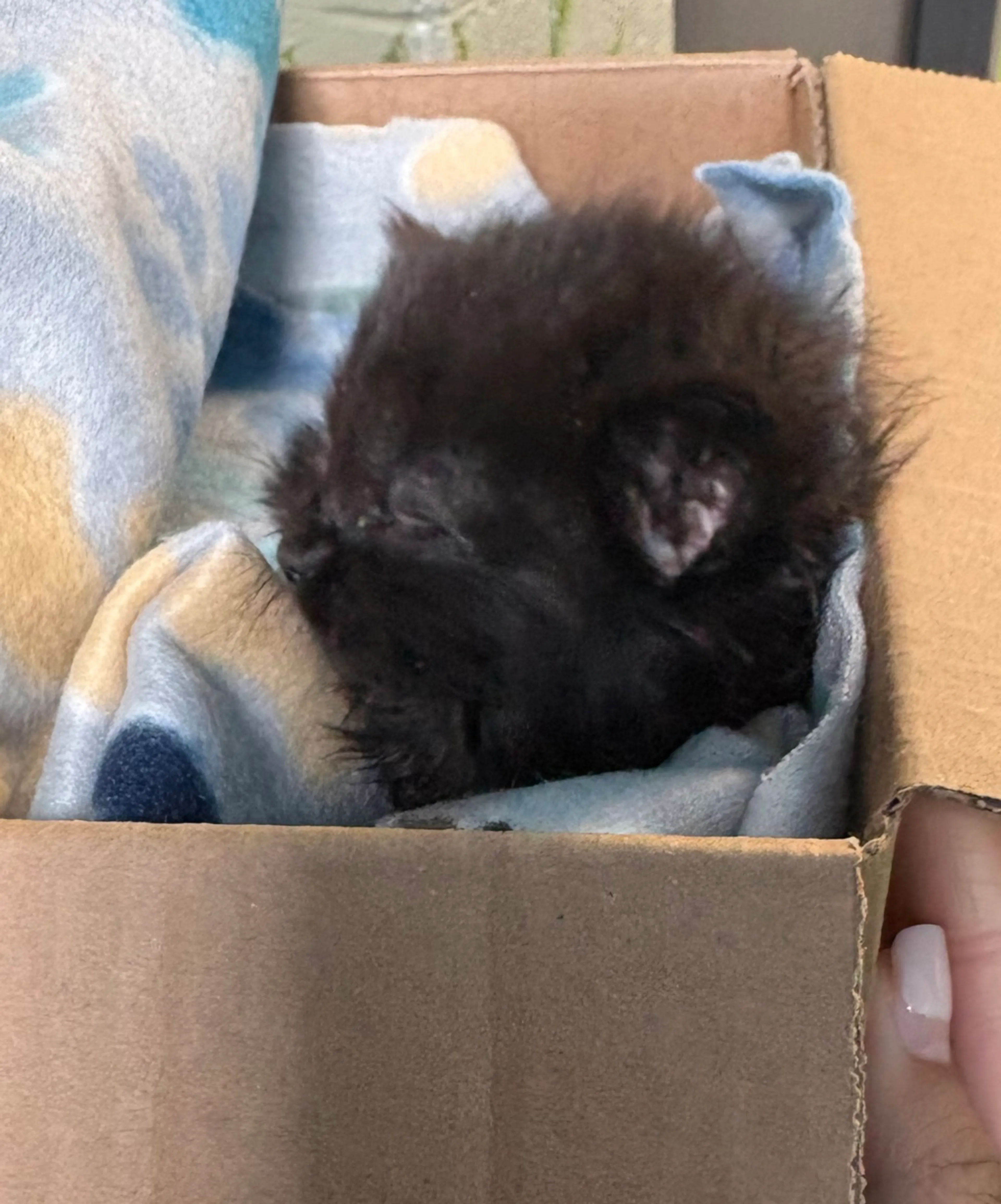 Found pet