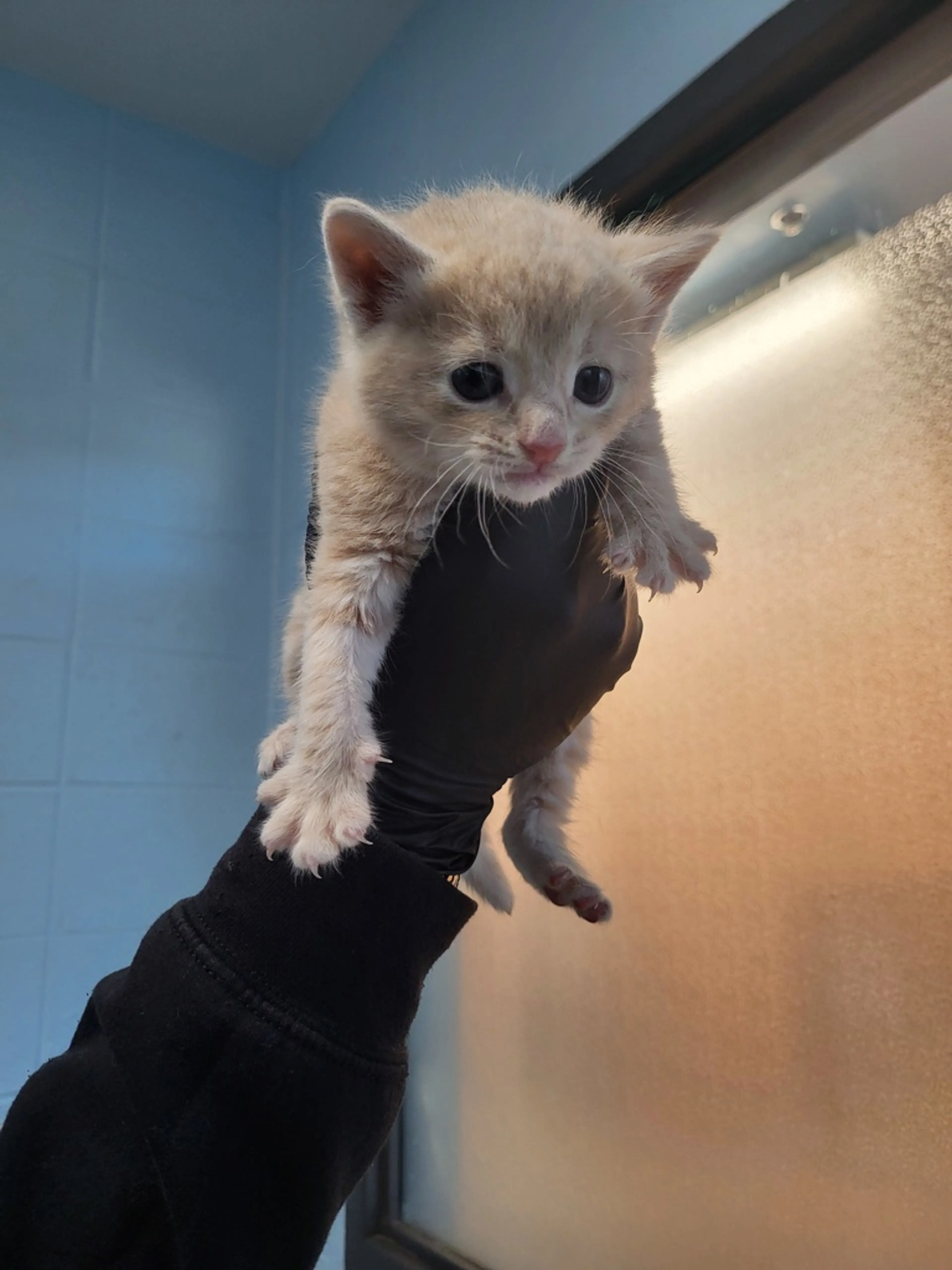 Found pet