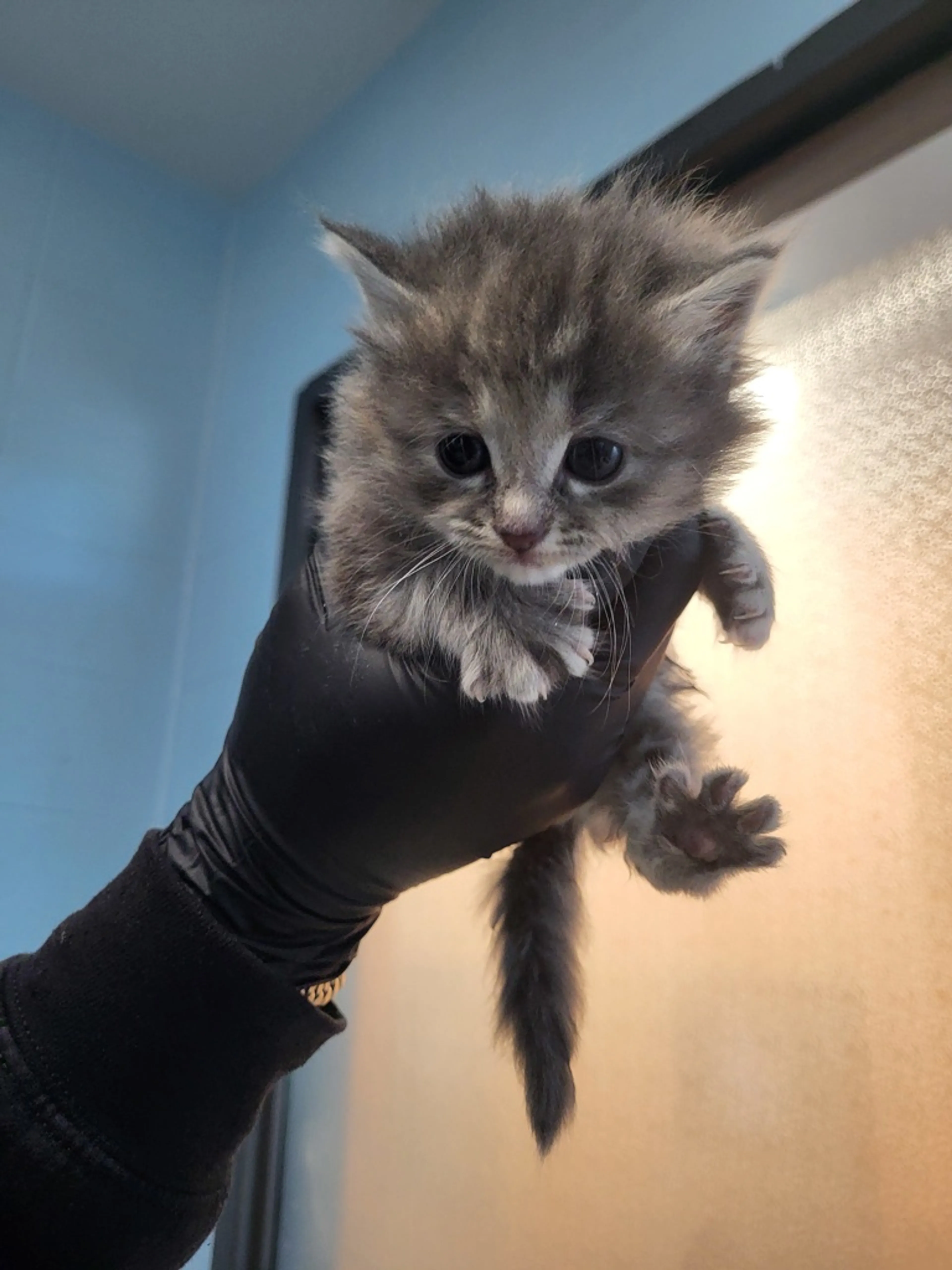 Found pet