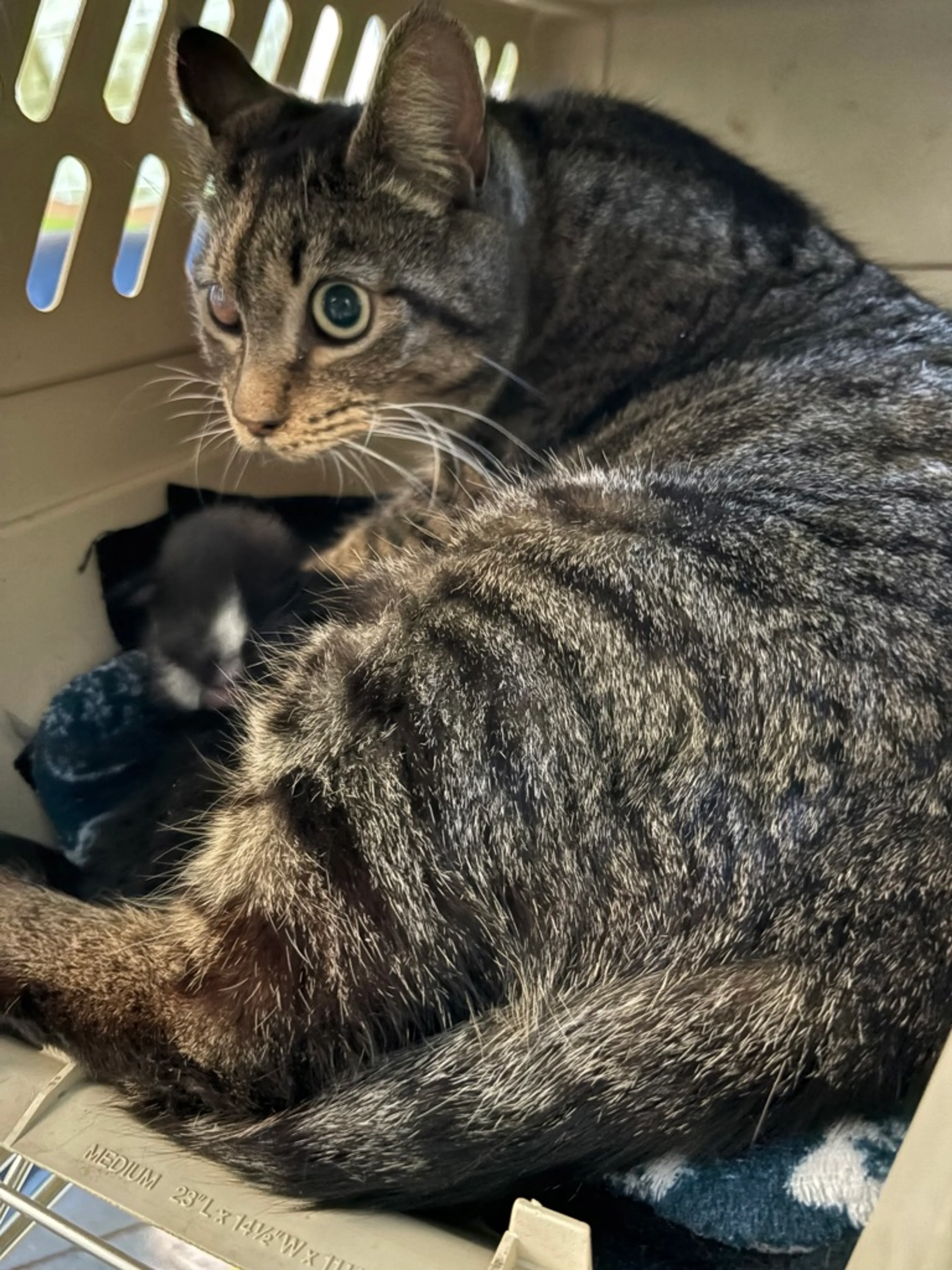 Found pet-1