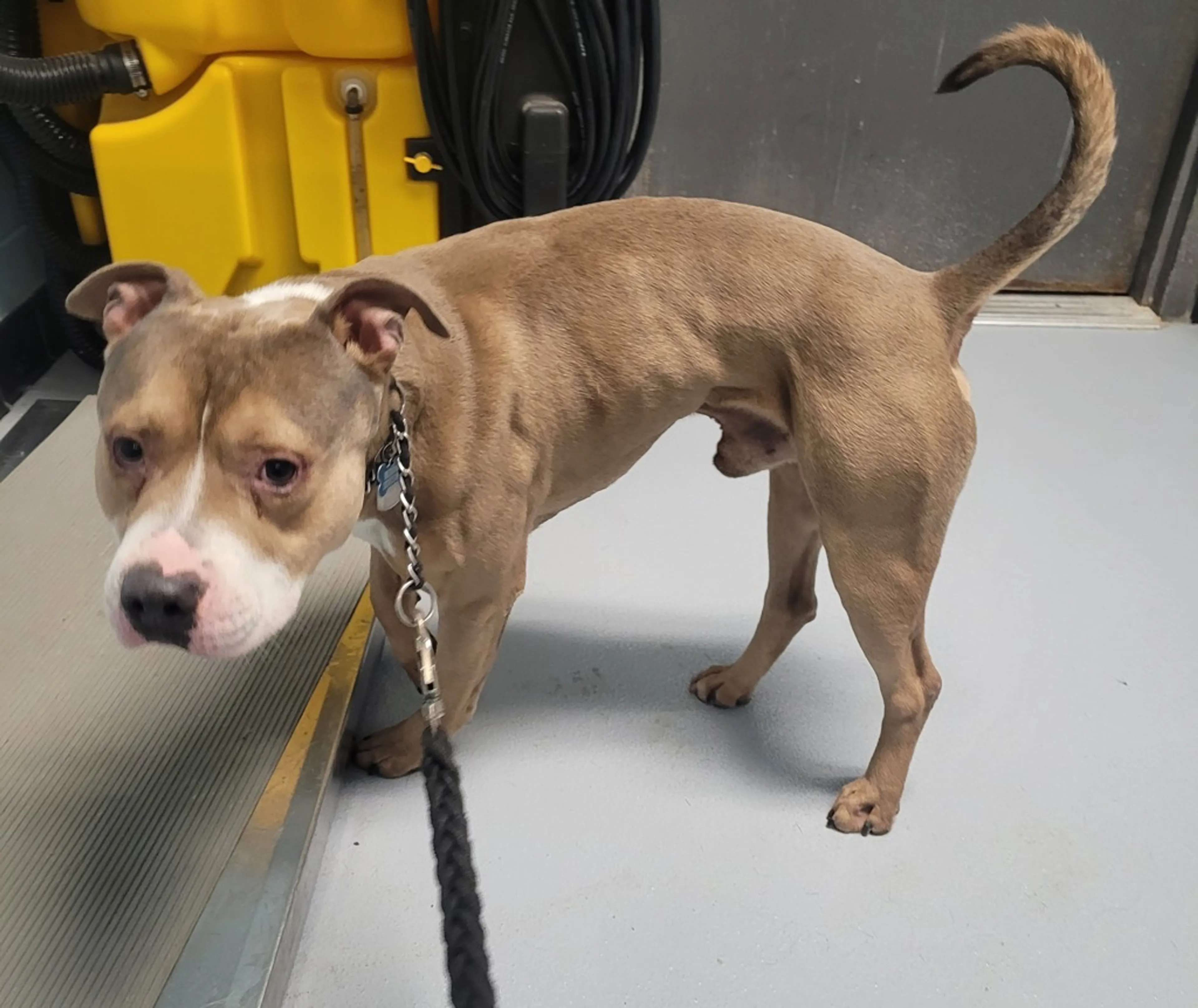Found pet-2