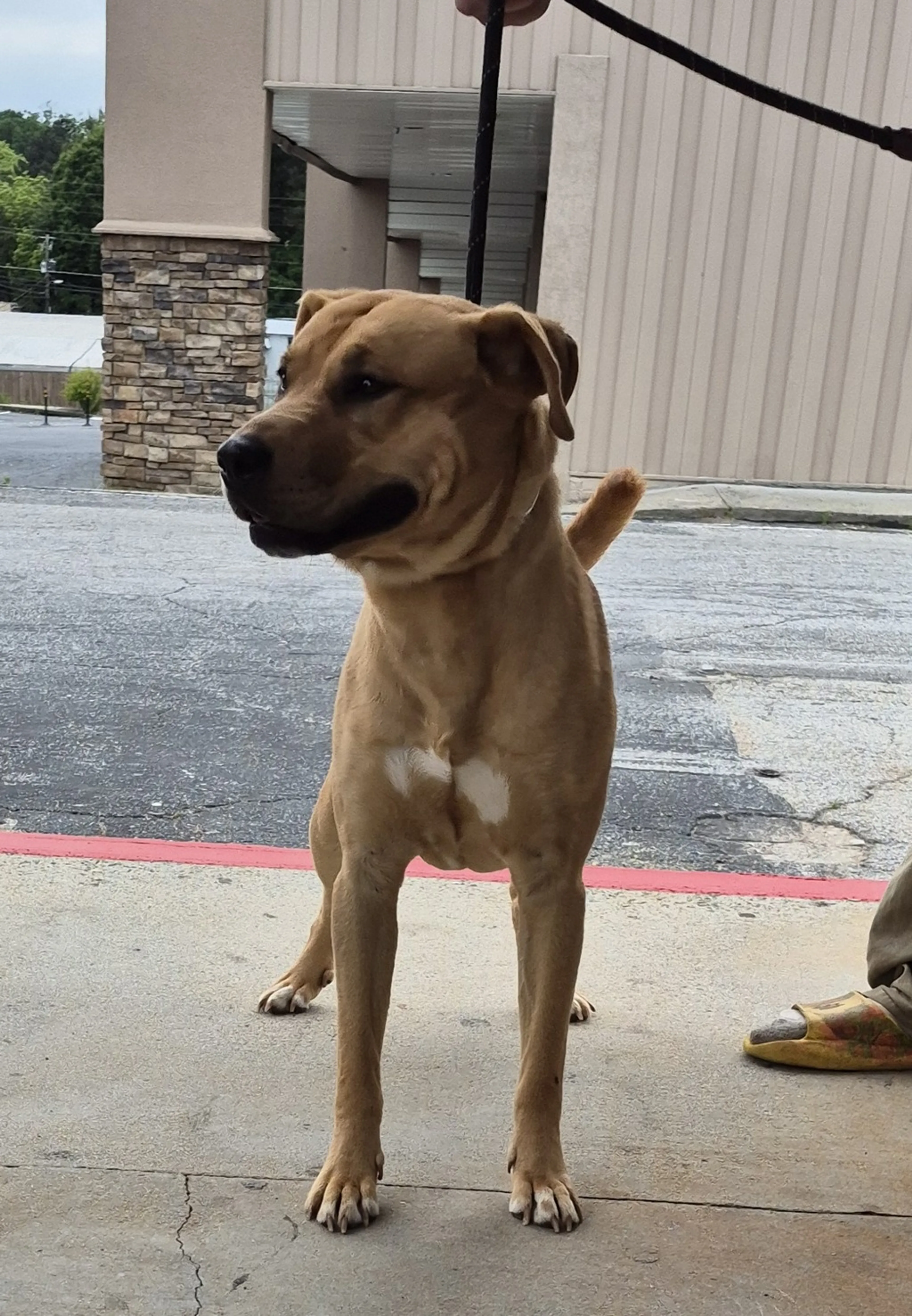 Found pet-1