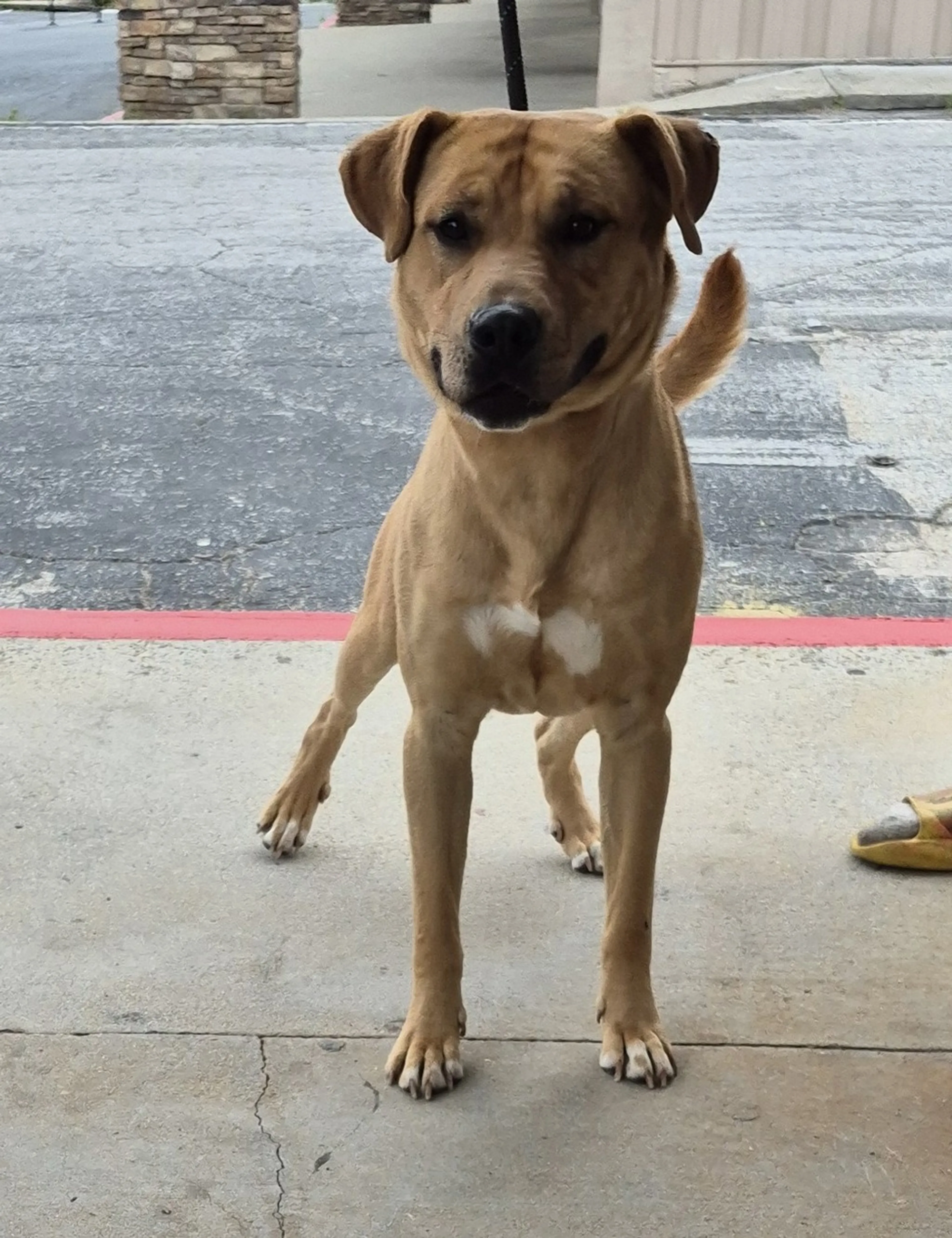 Found pet-3