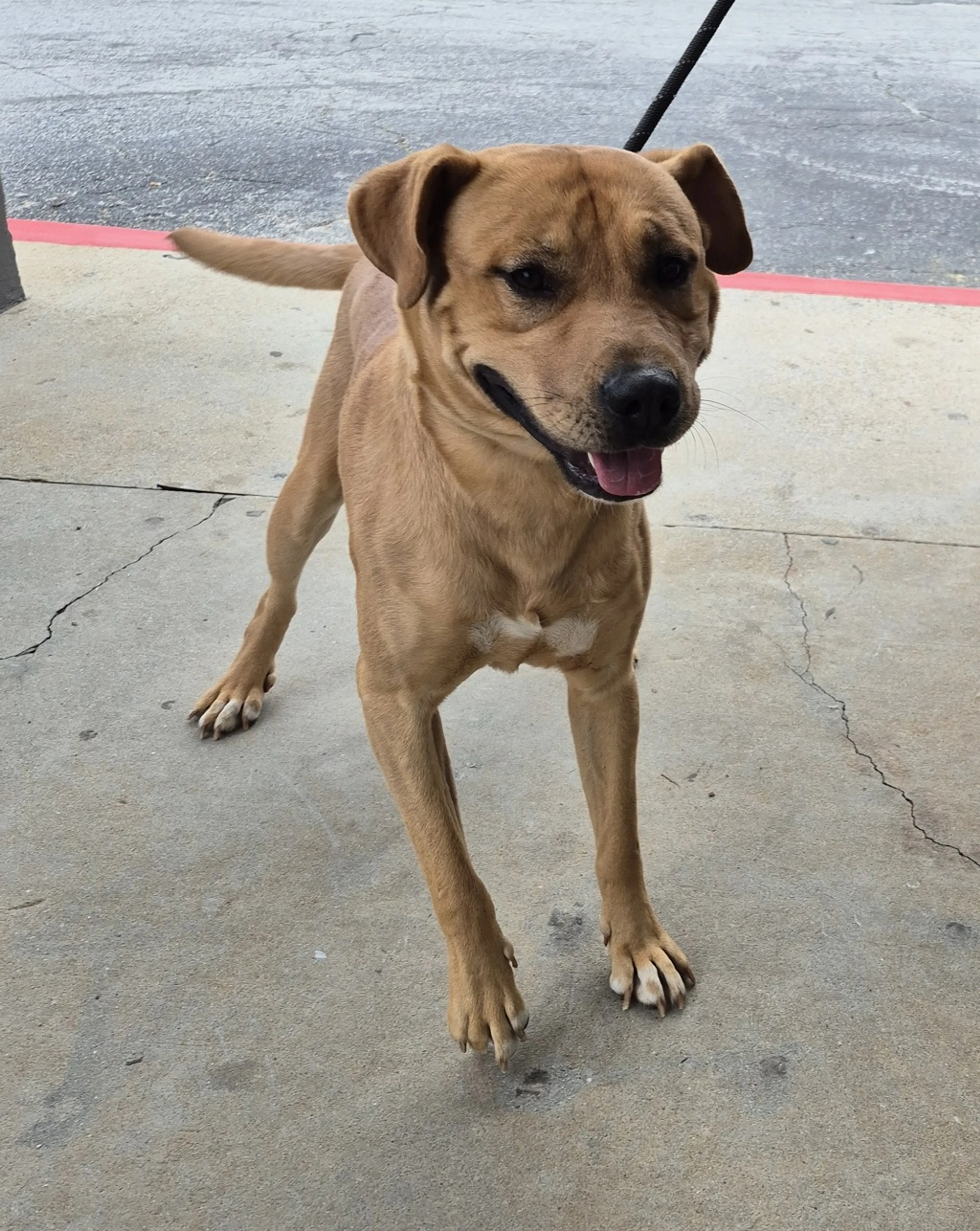 Found pet-2