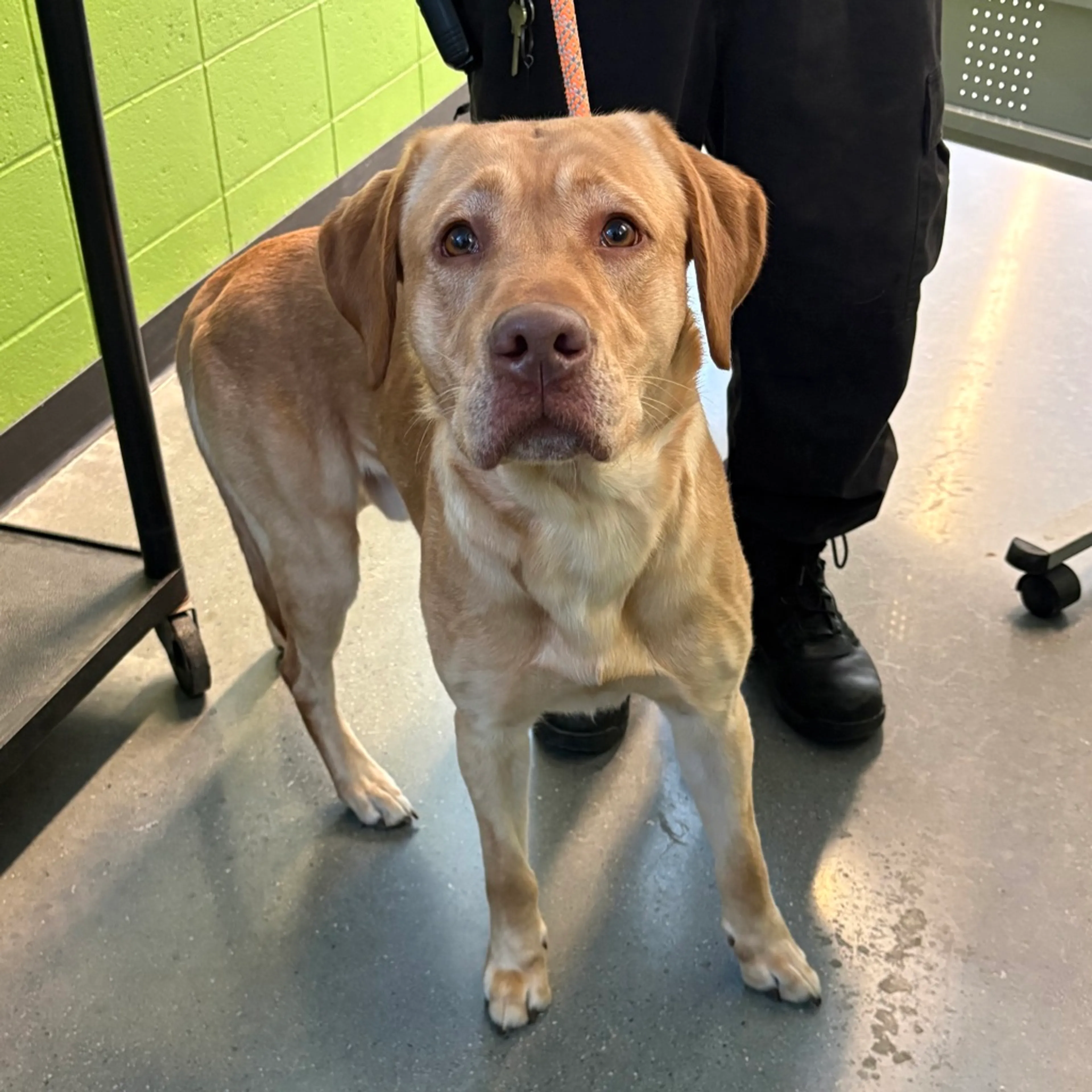 Found pet-1