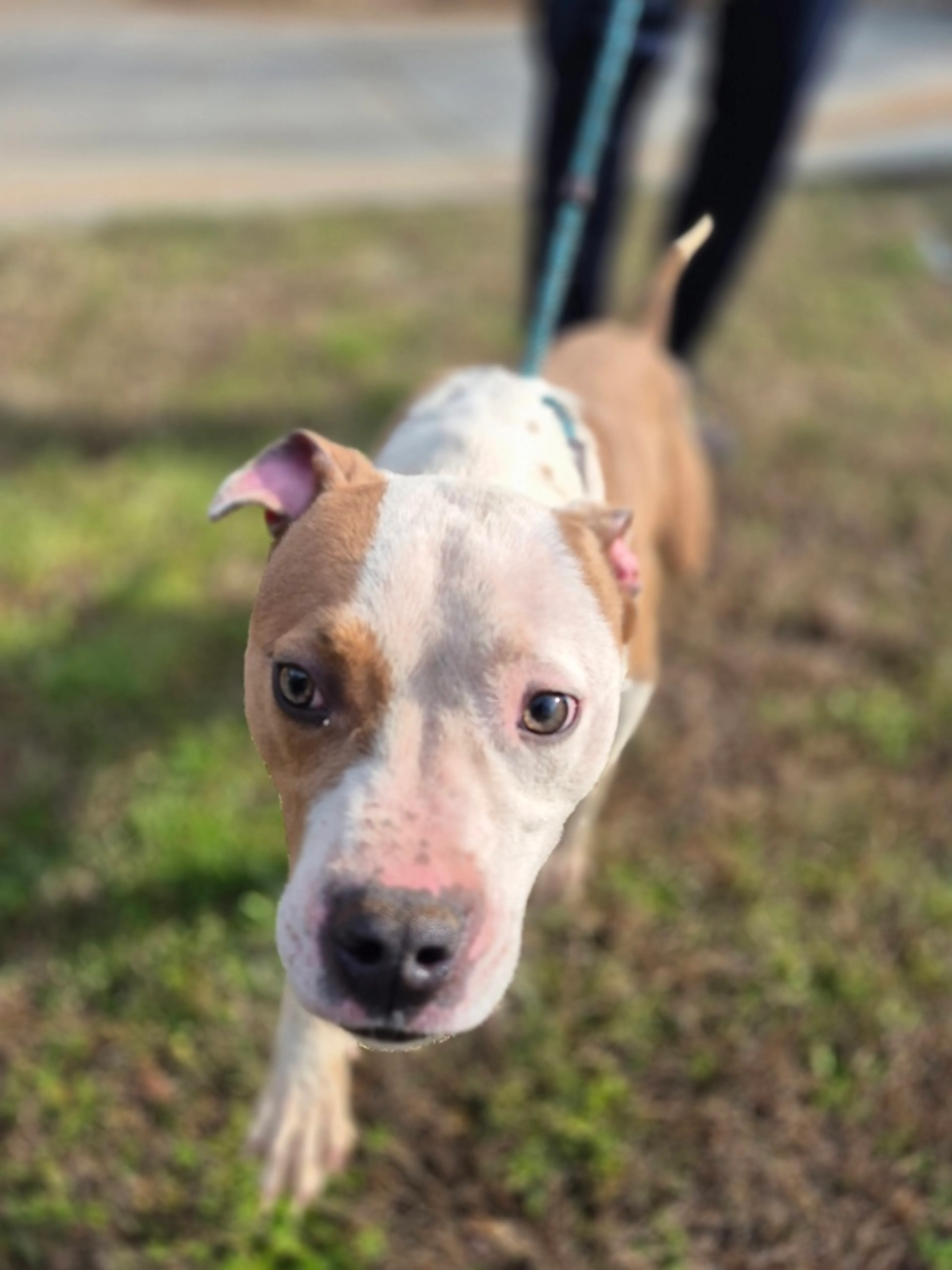 Found pet-3