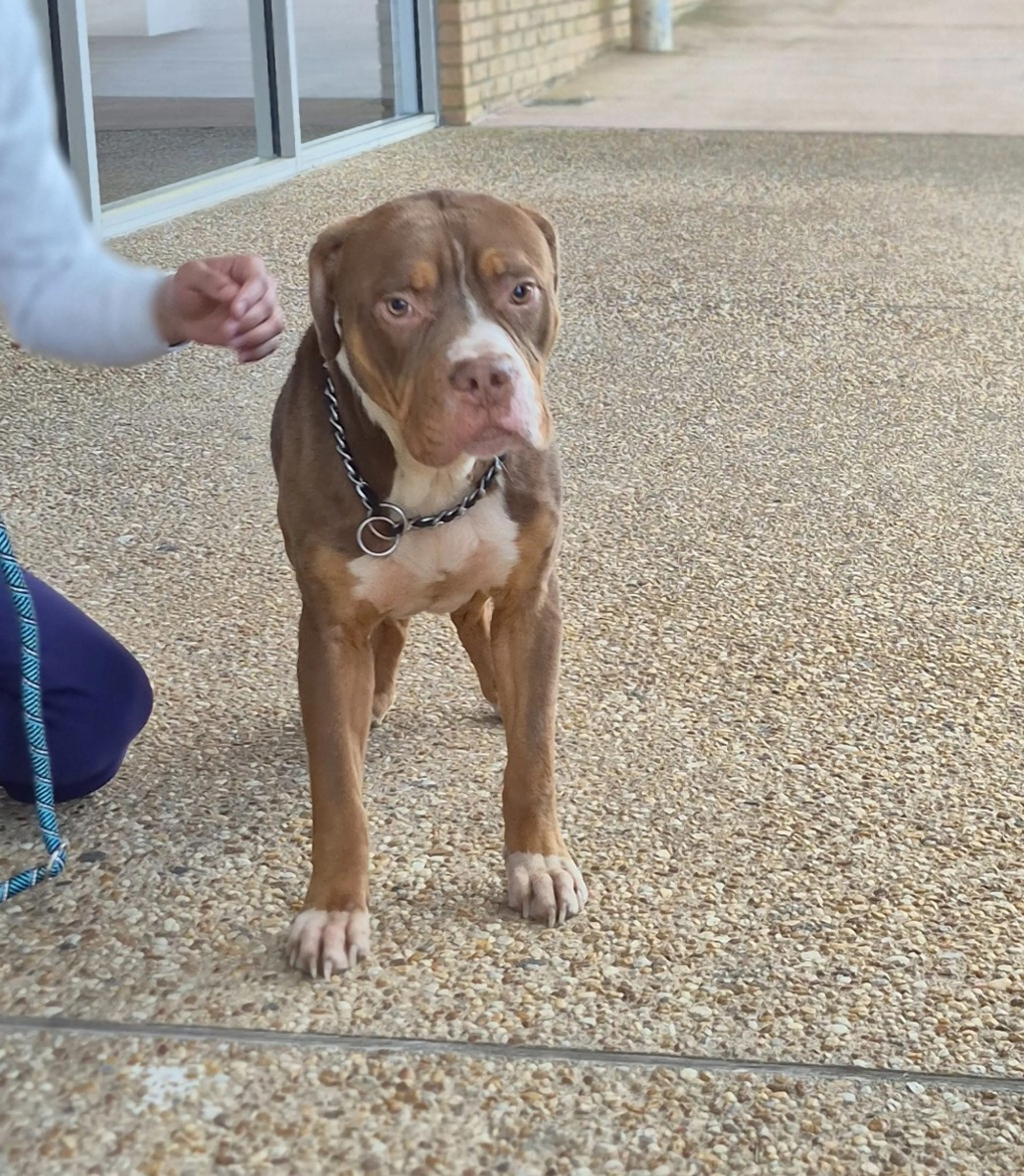 Found pet-1