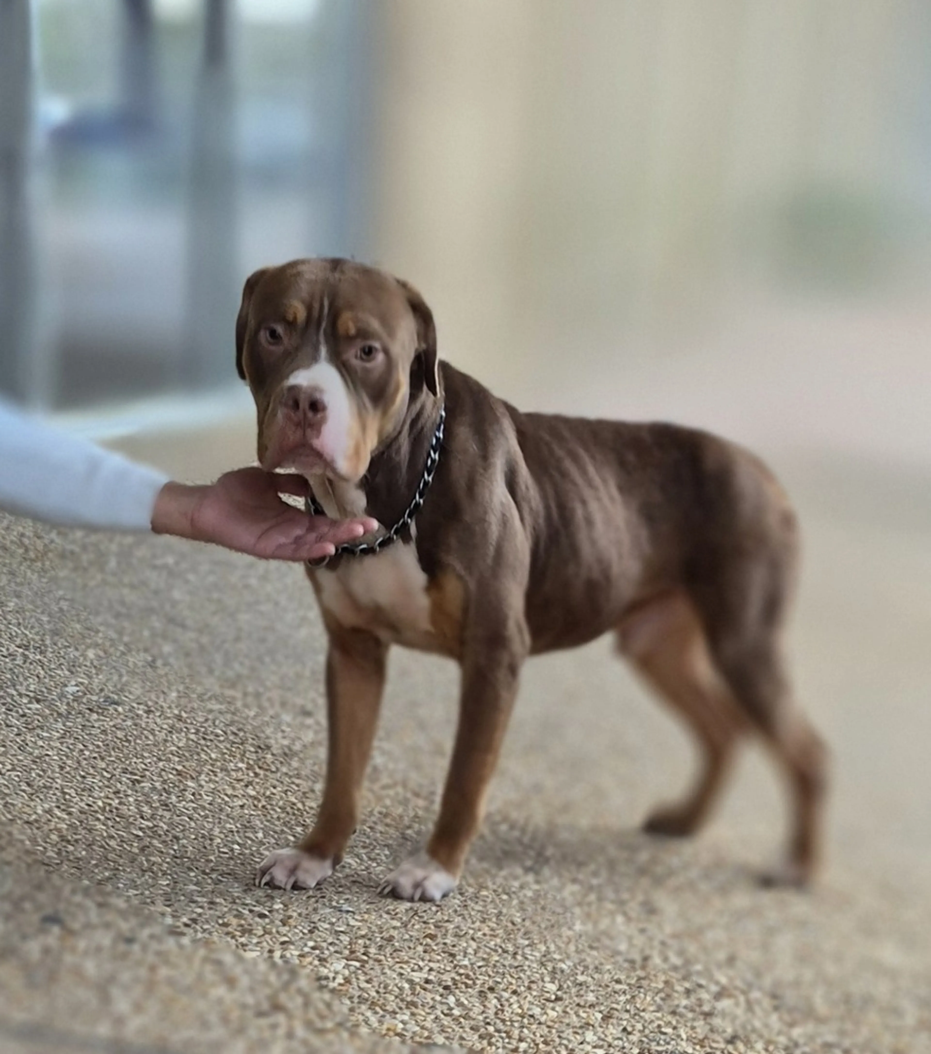 Found pet-4