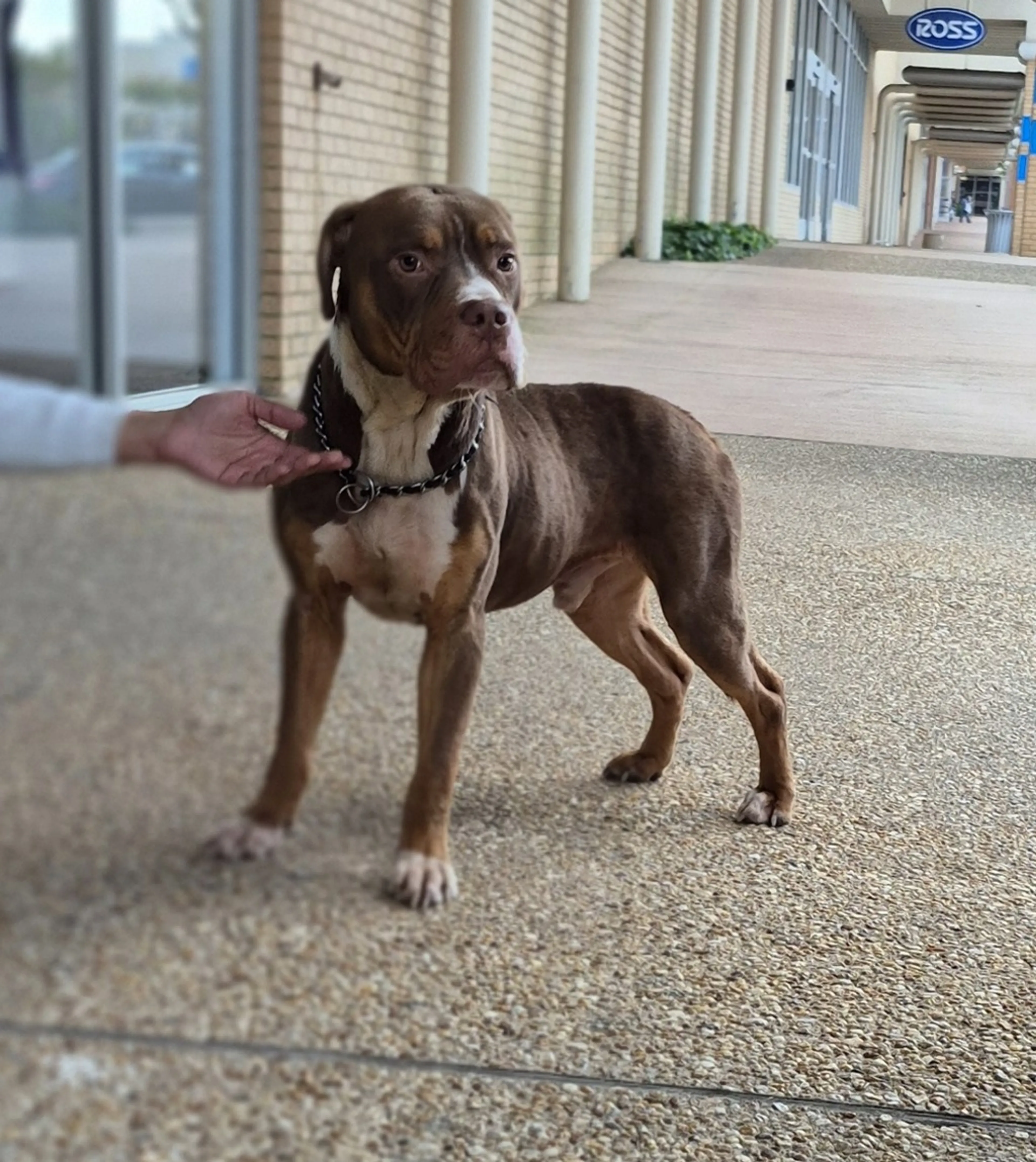 Found pet-2