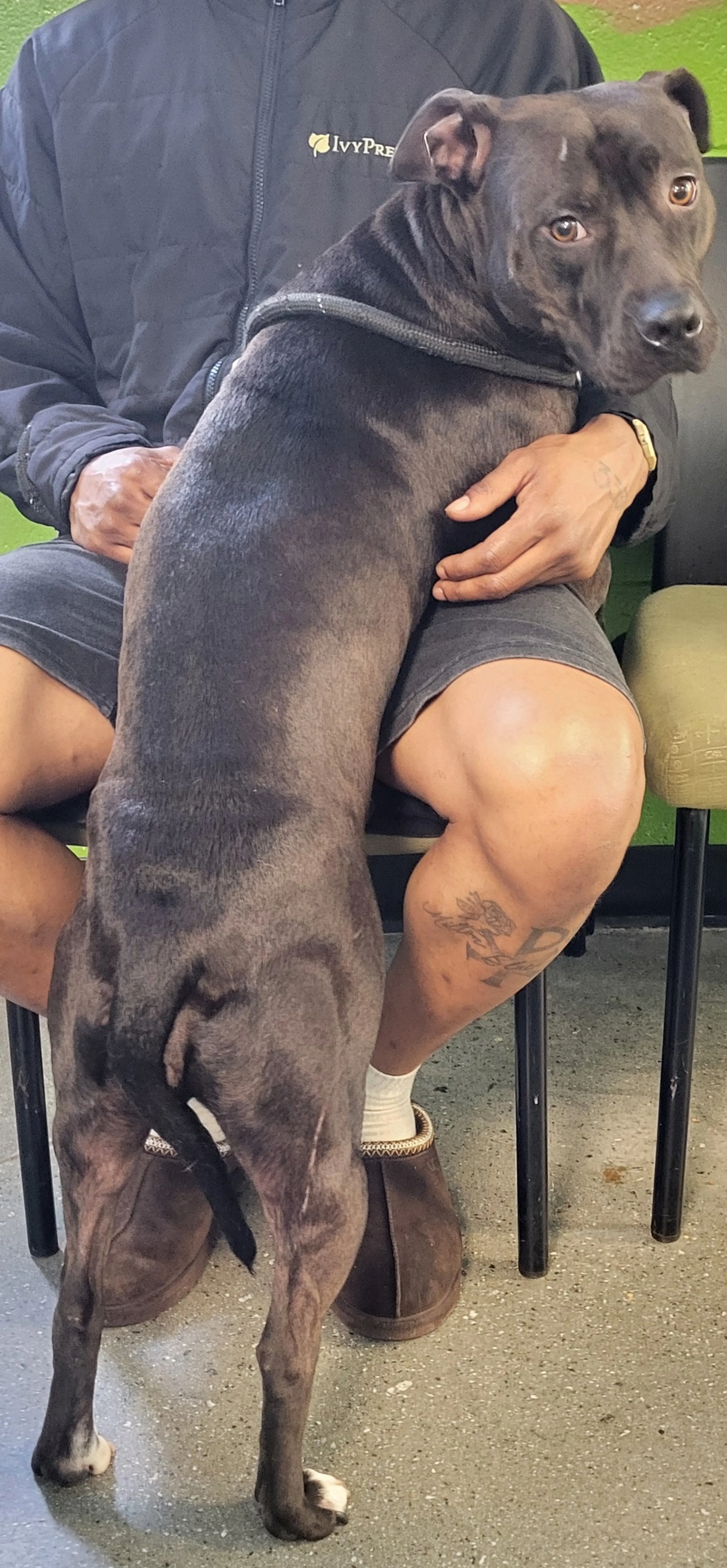 Found pet-1