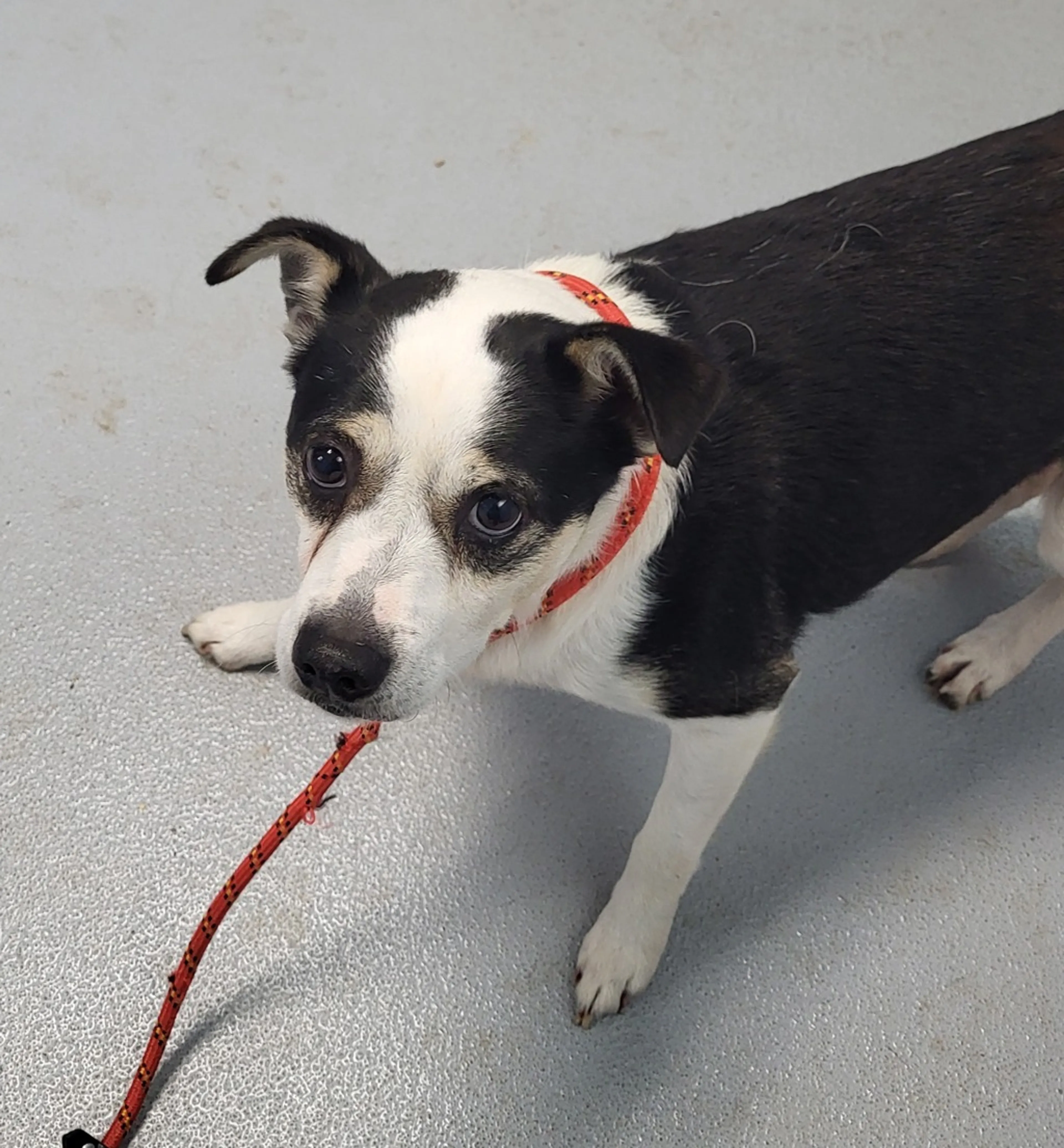 Found pet-1