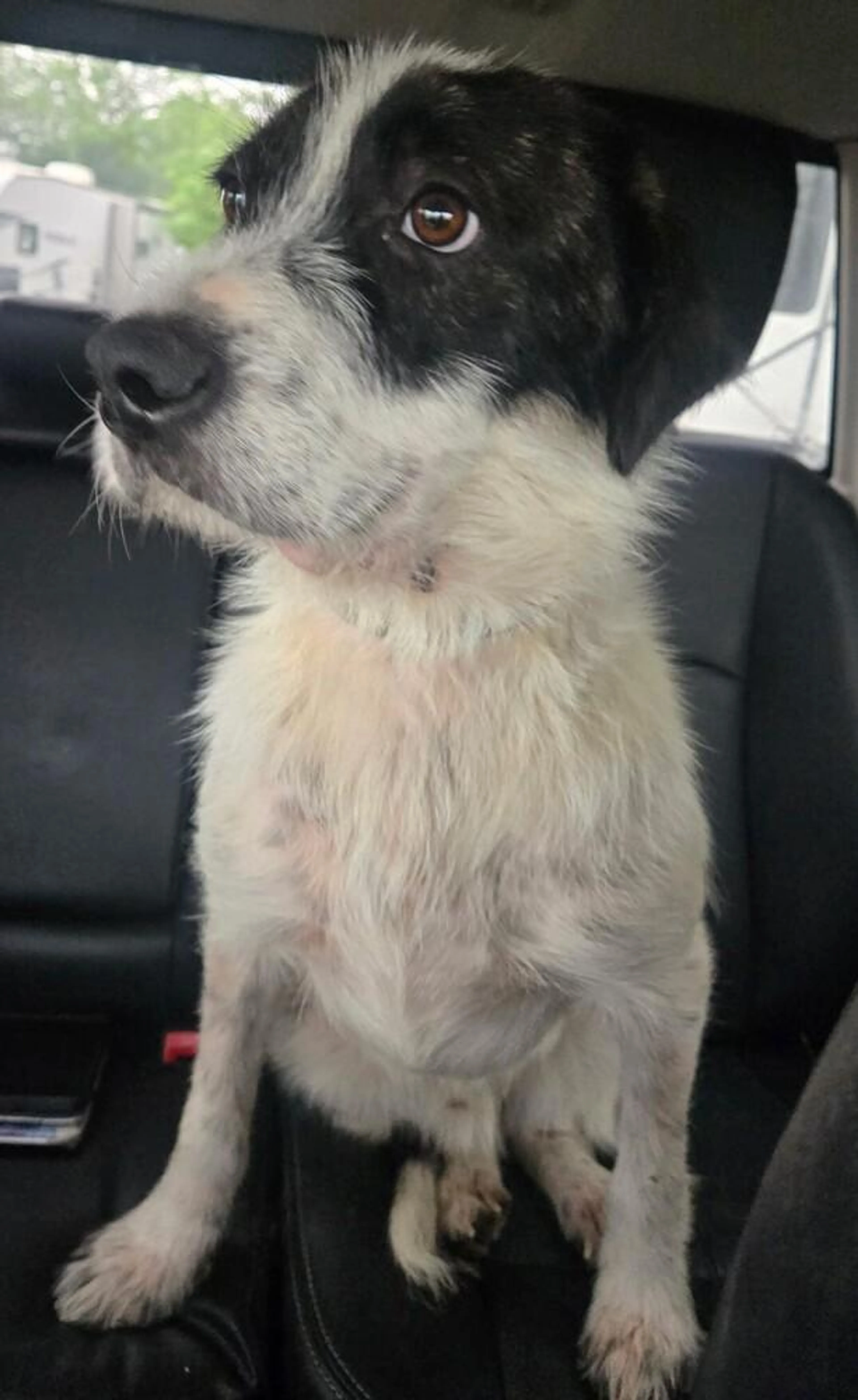 Found pet-3