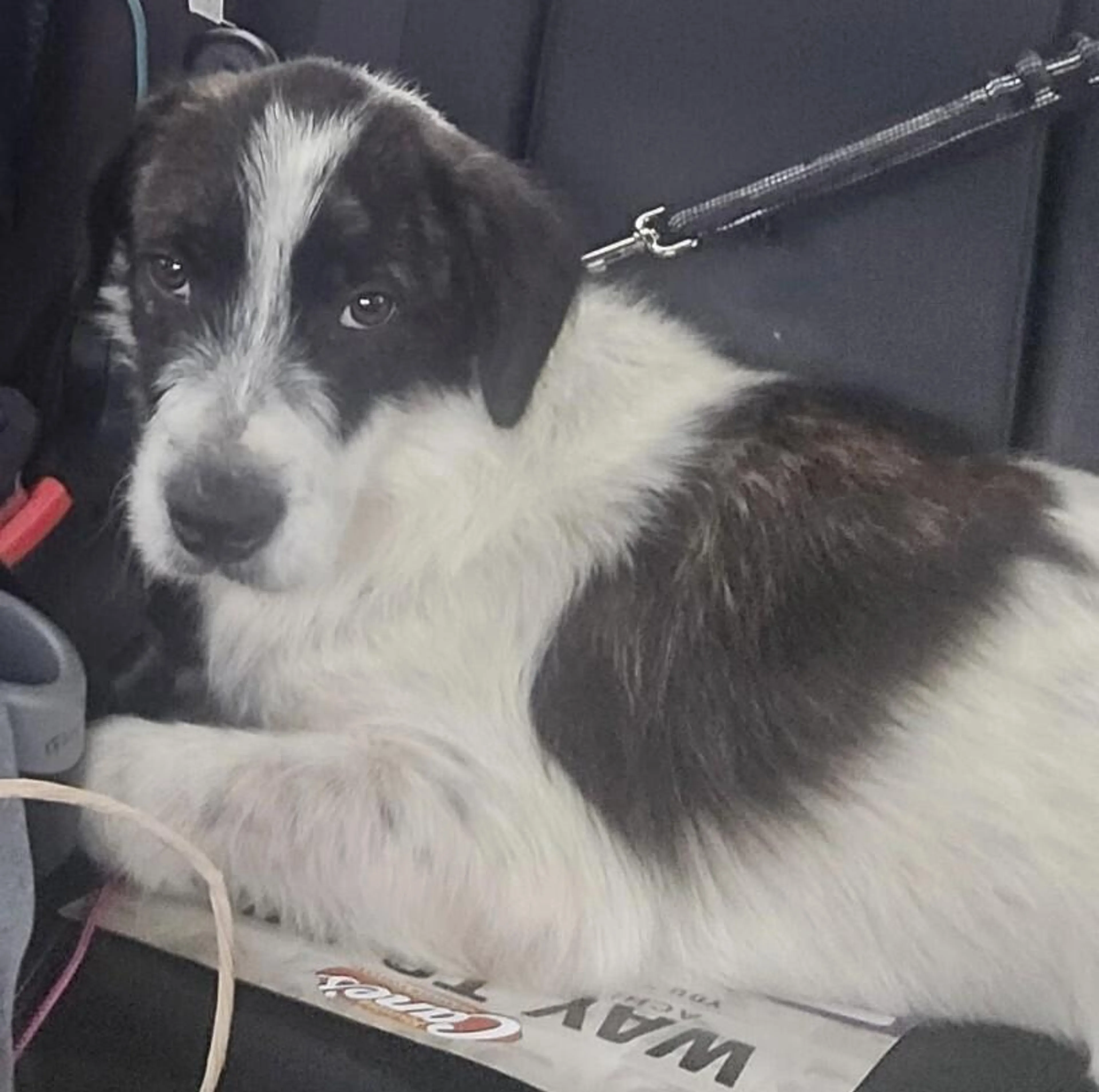 Found pet-1