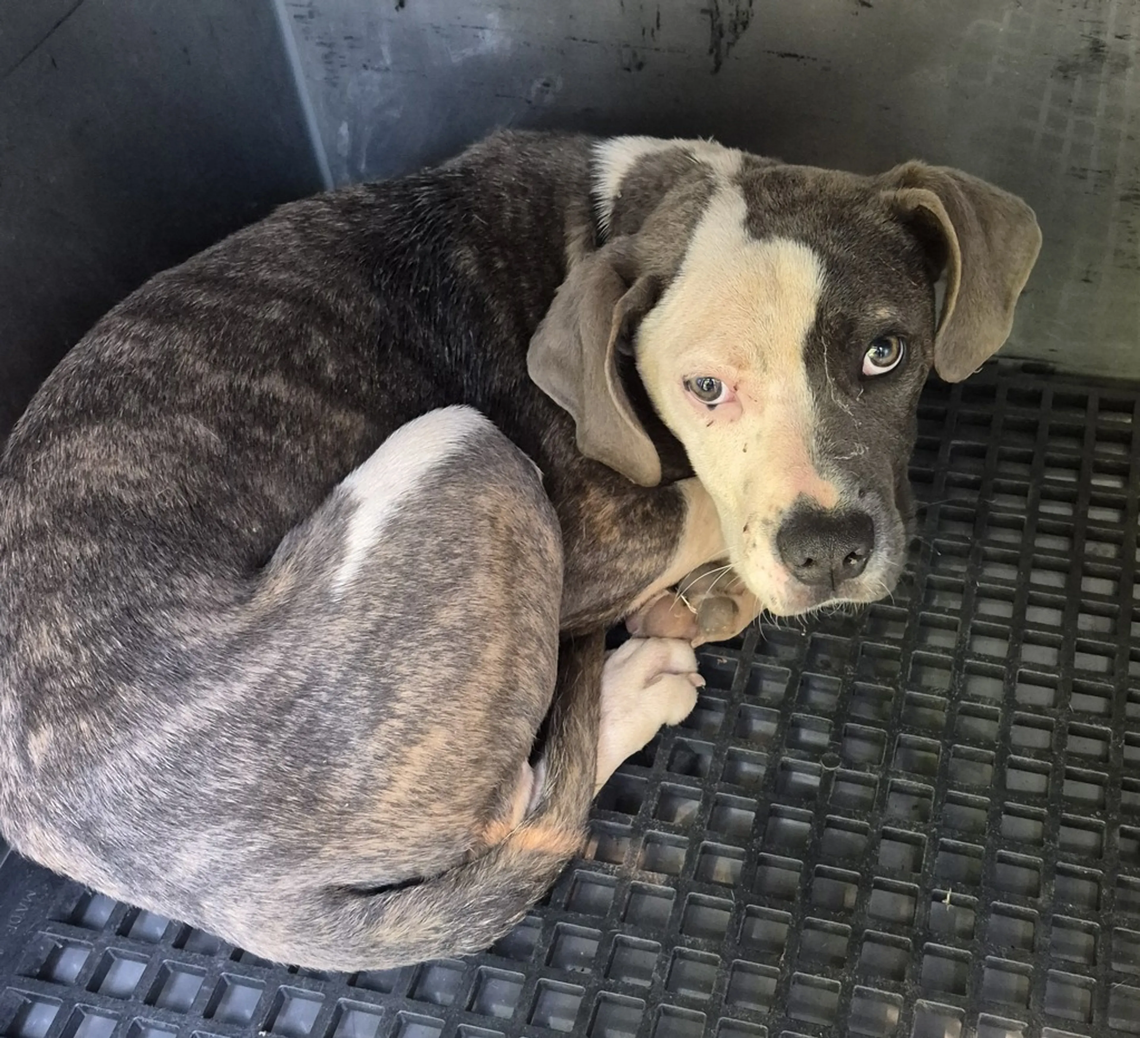 Found pet-2