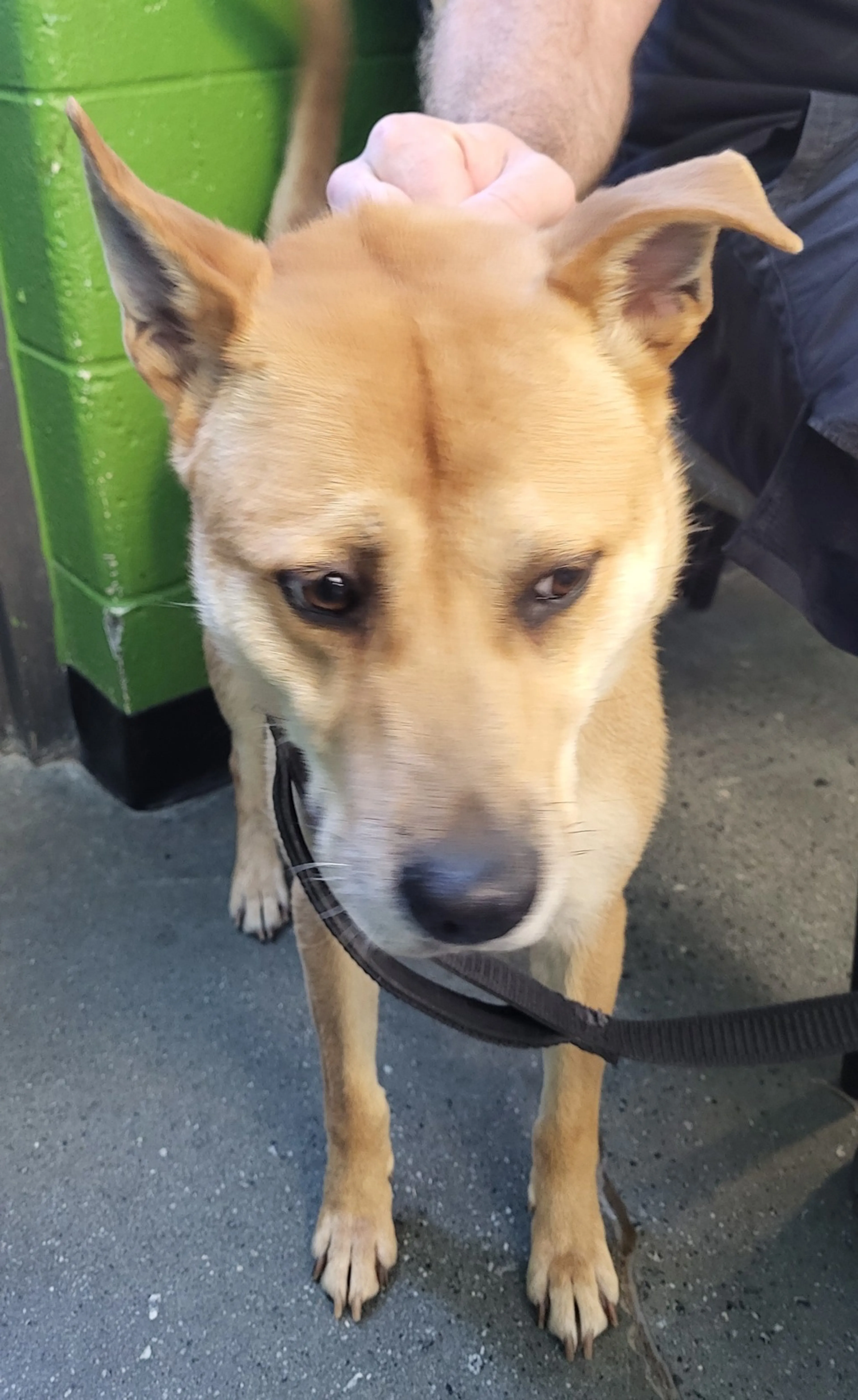 Found pet-1