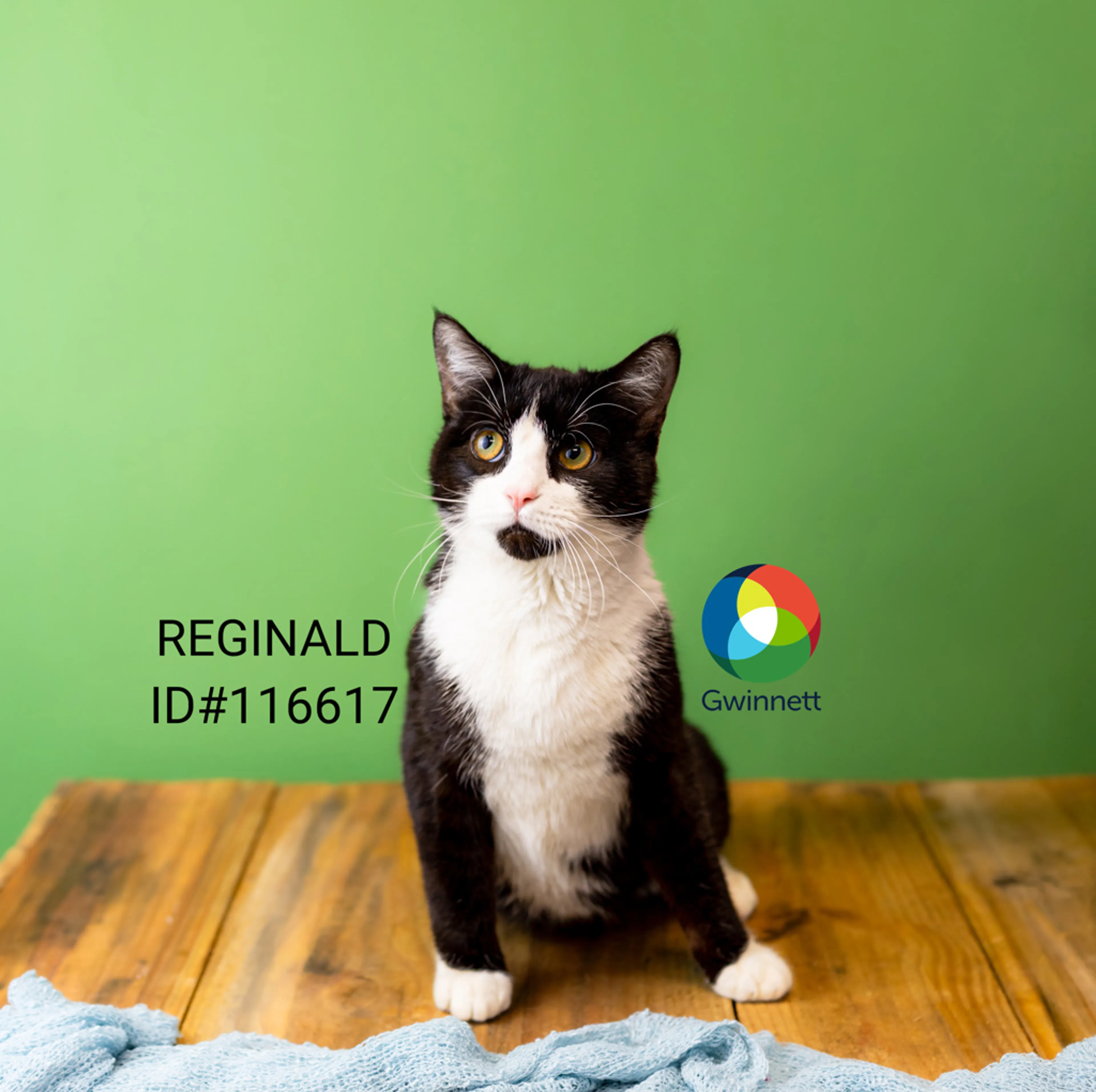 Found pet
