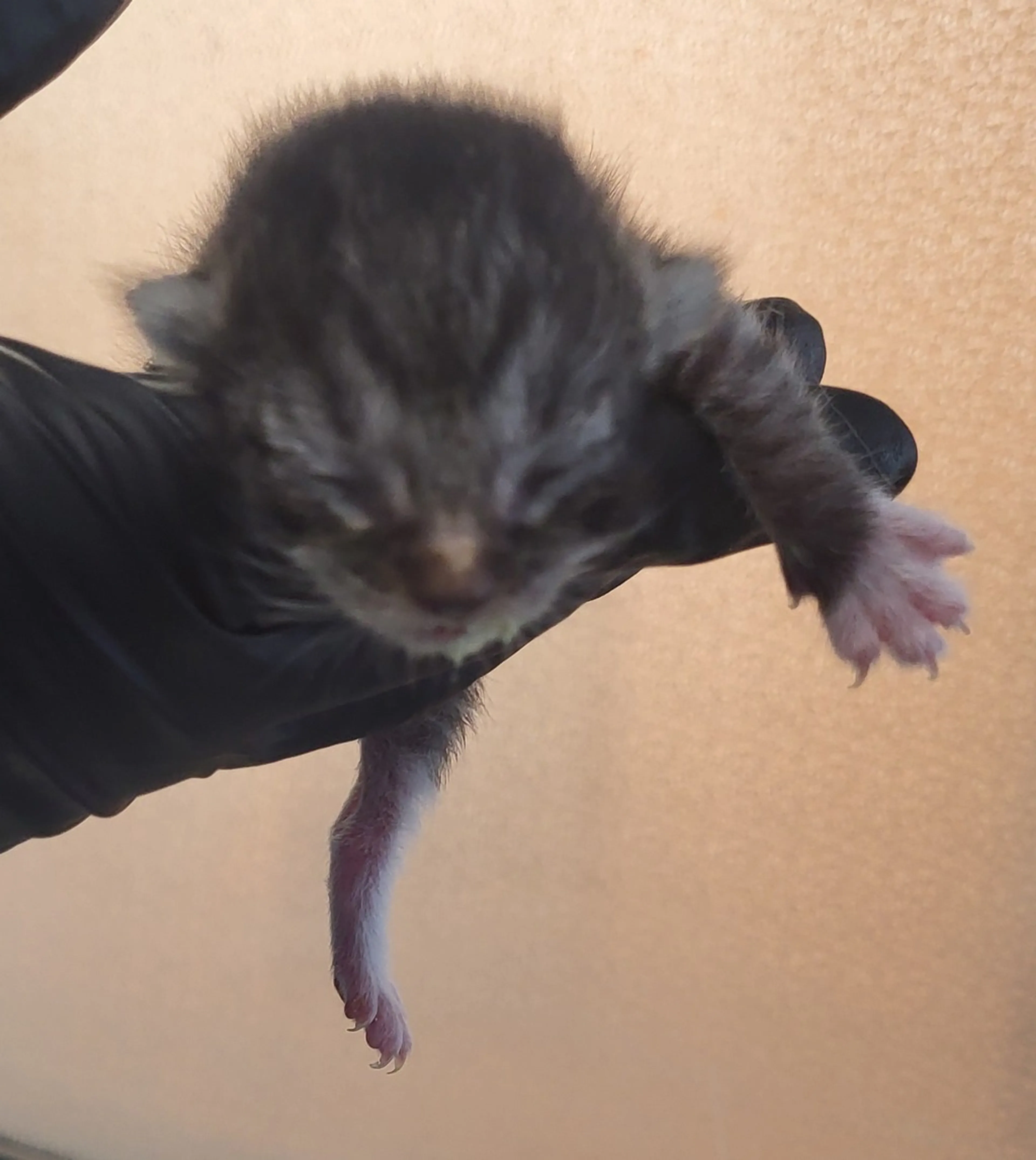 Found pet