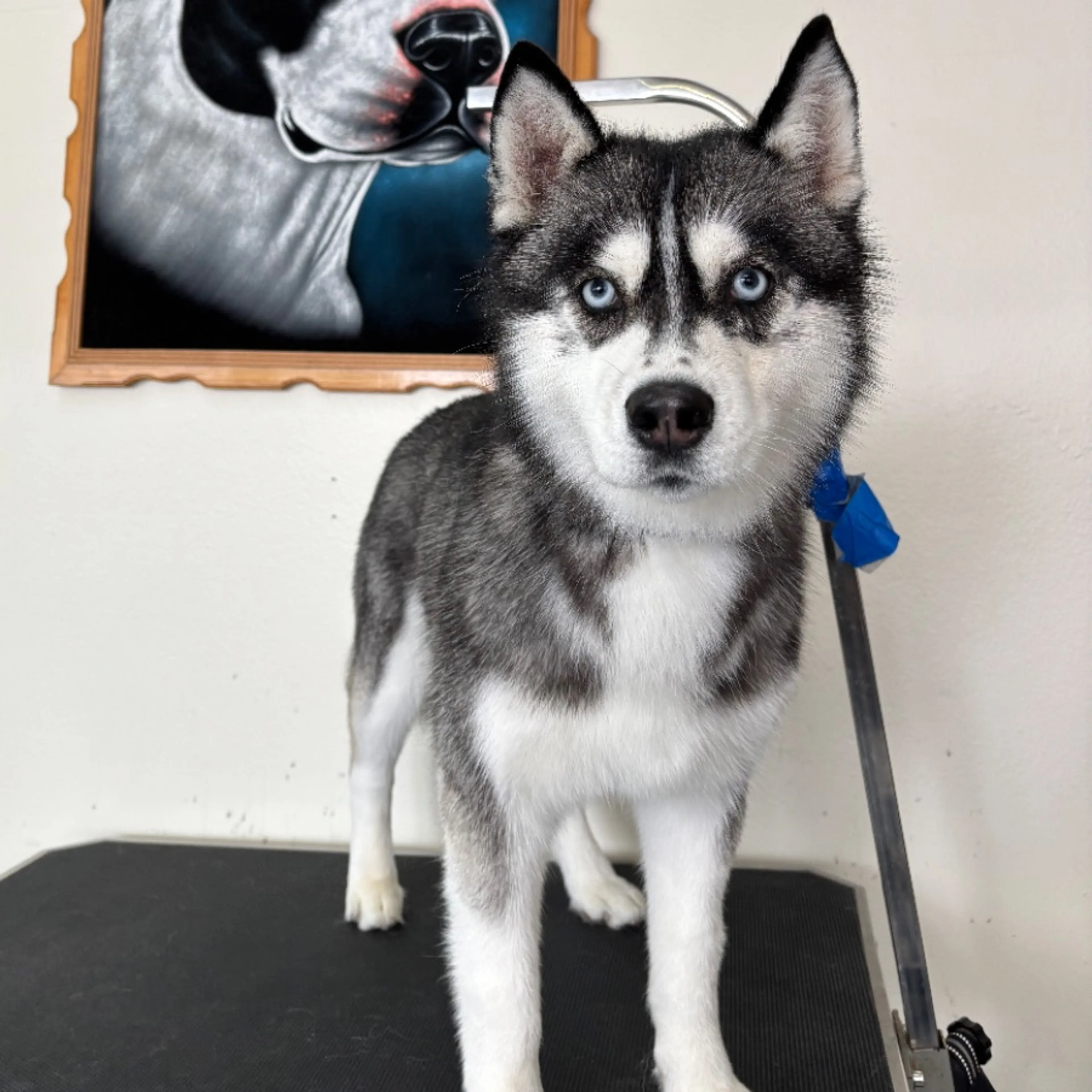 Lost pet