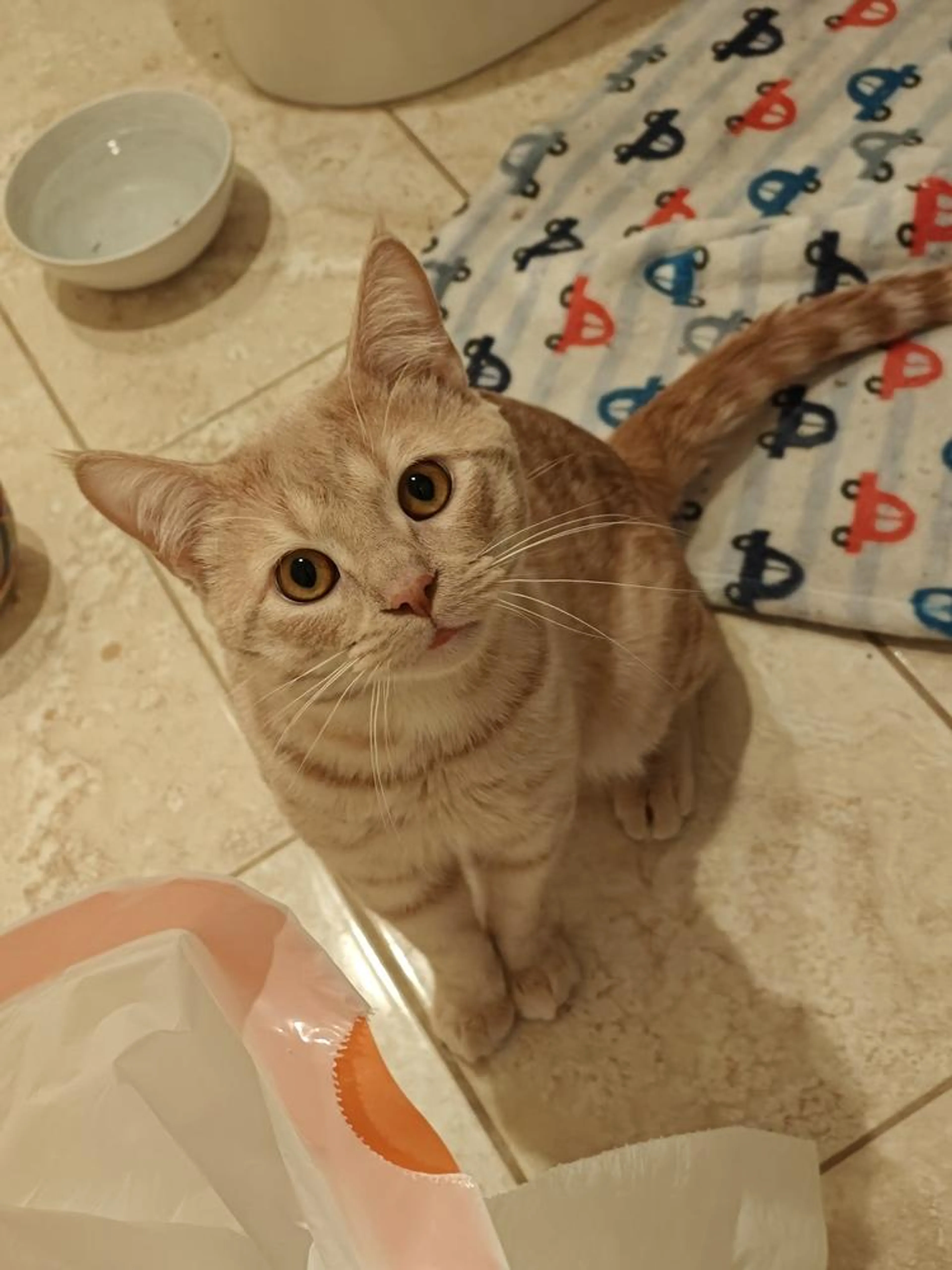 Found pet-0