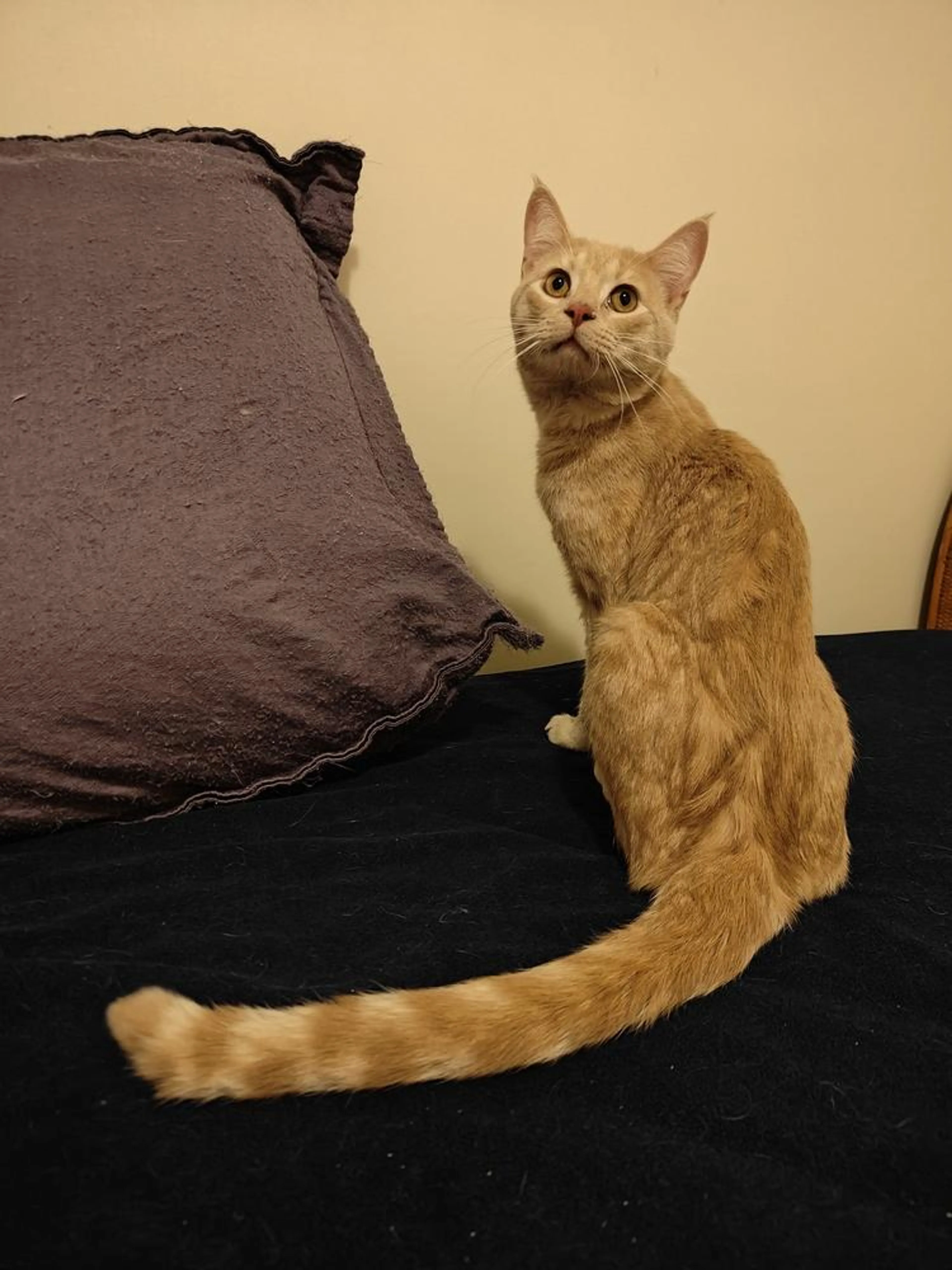 Found pet-4