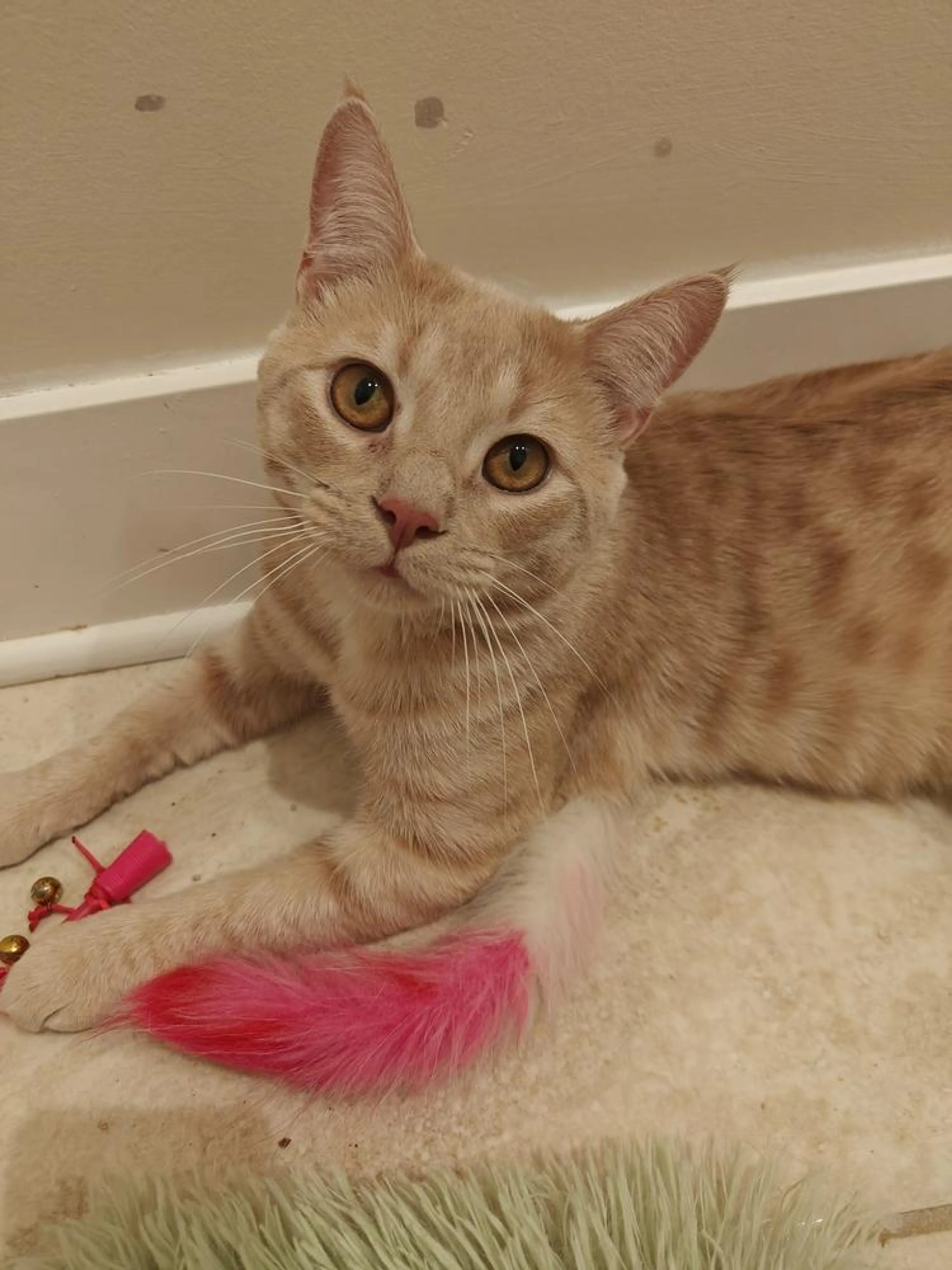 Found pet-5