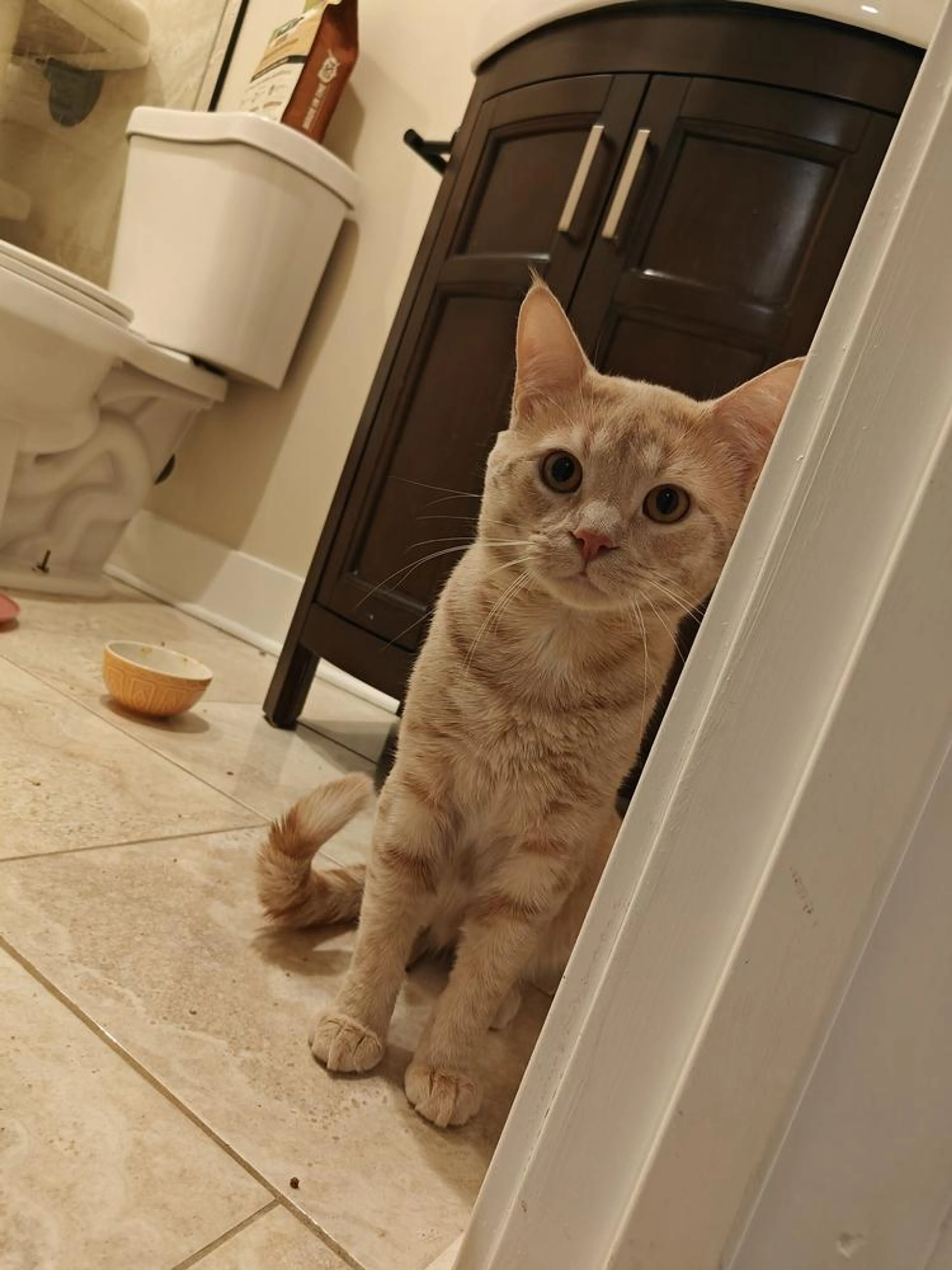 Found pet-2