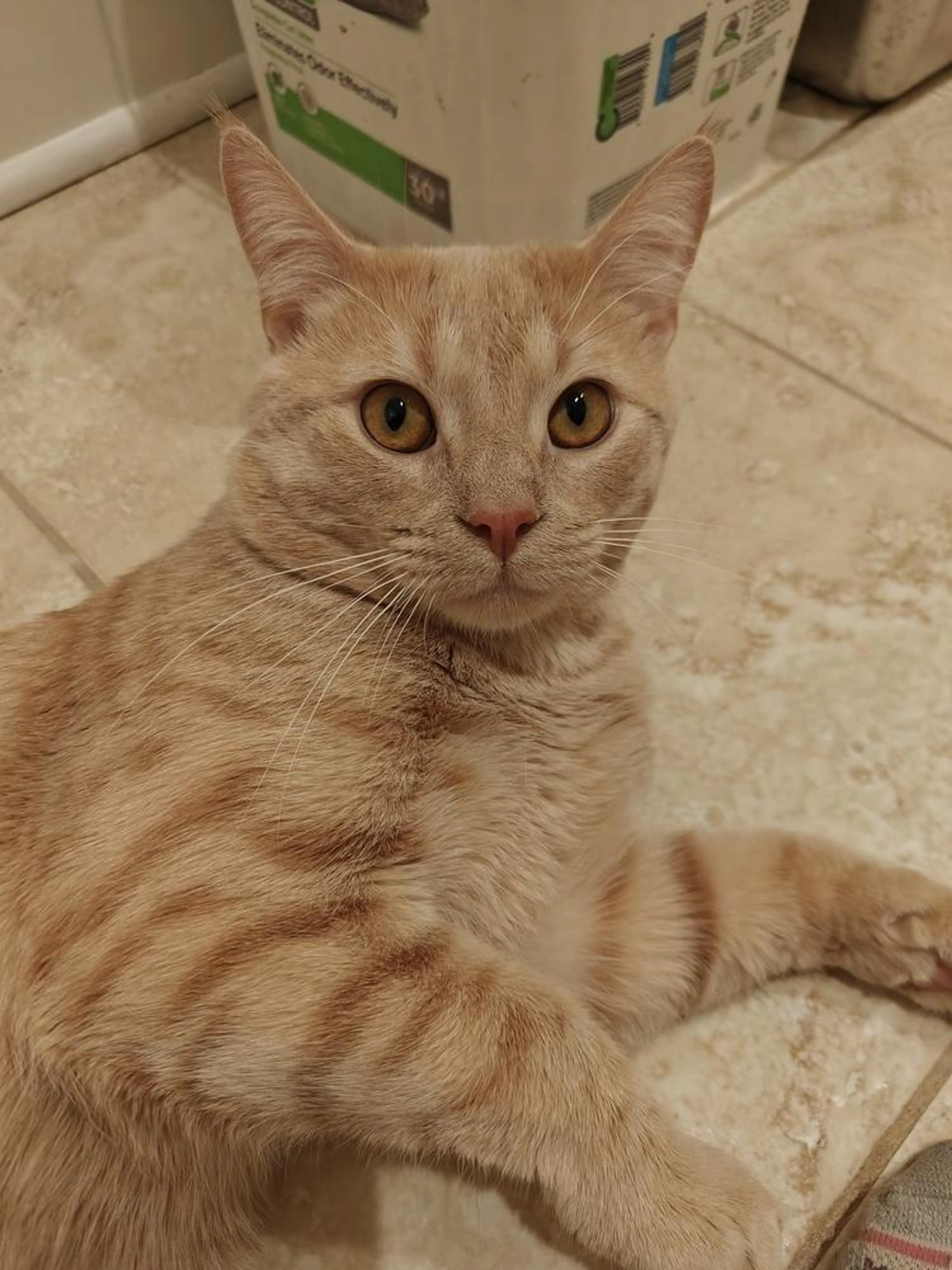 Found pet-3