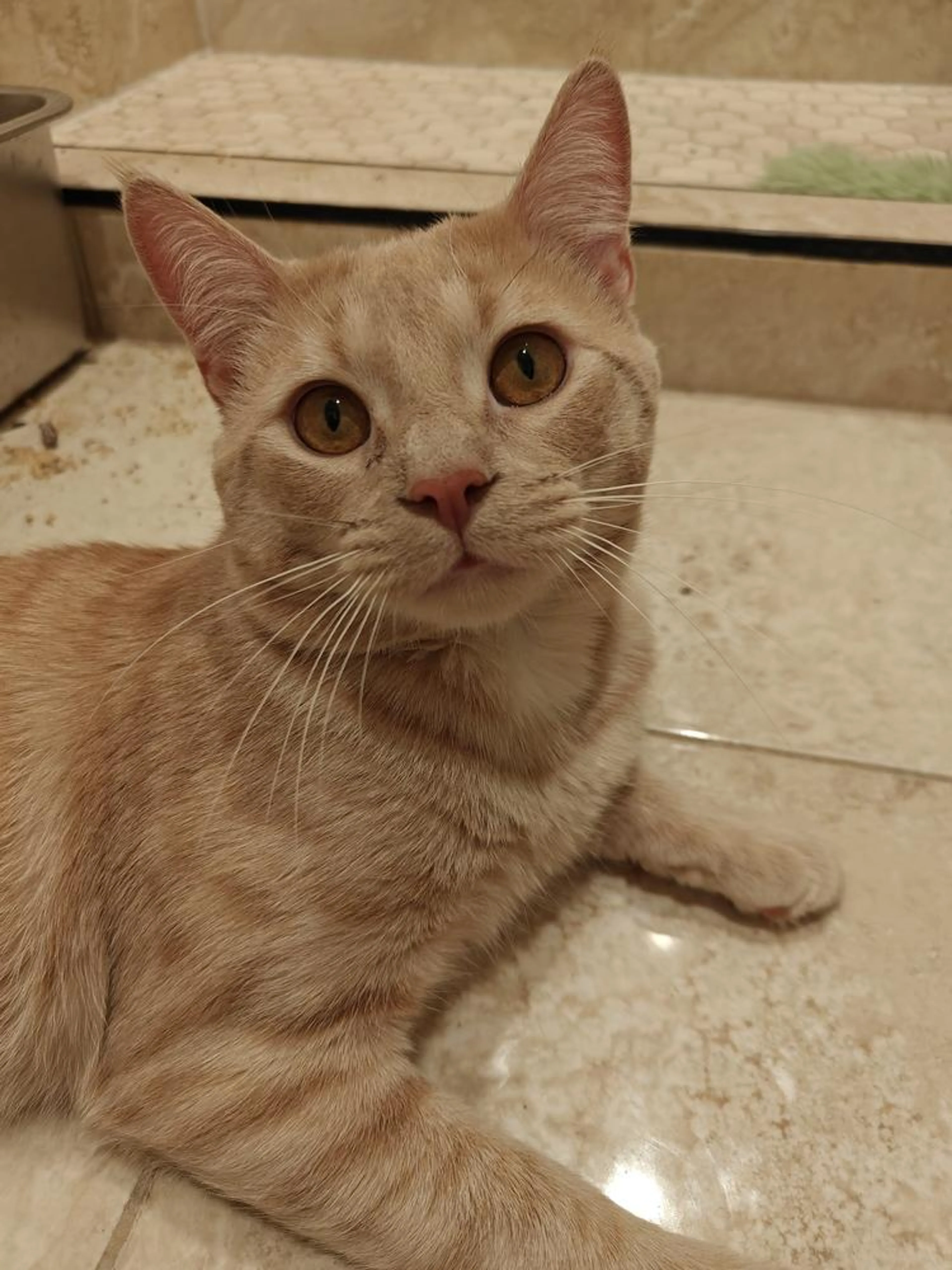 Found pet-1