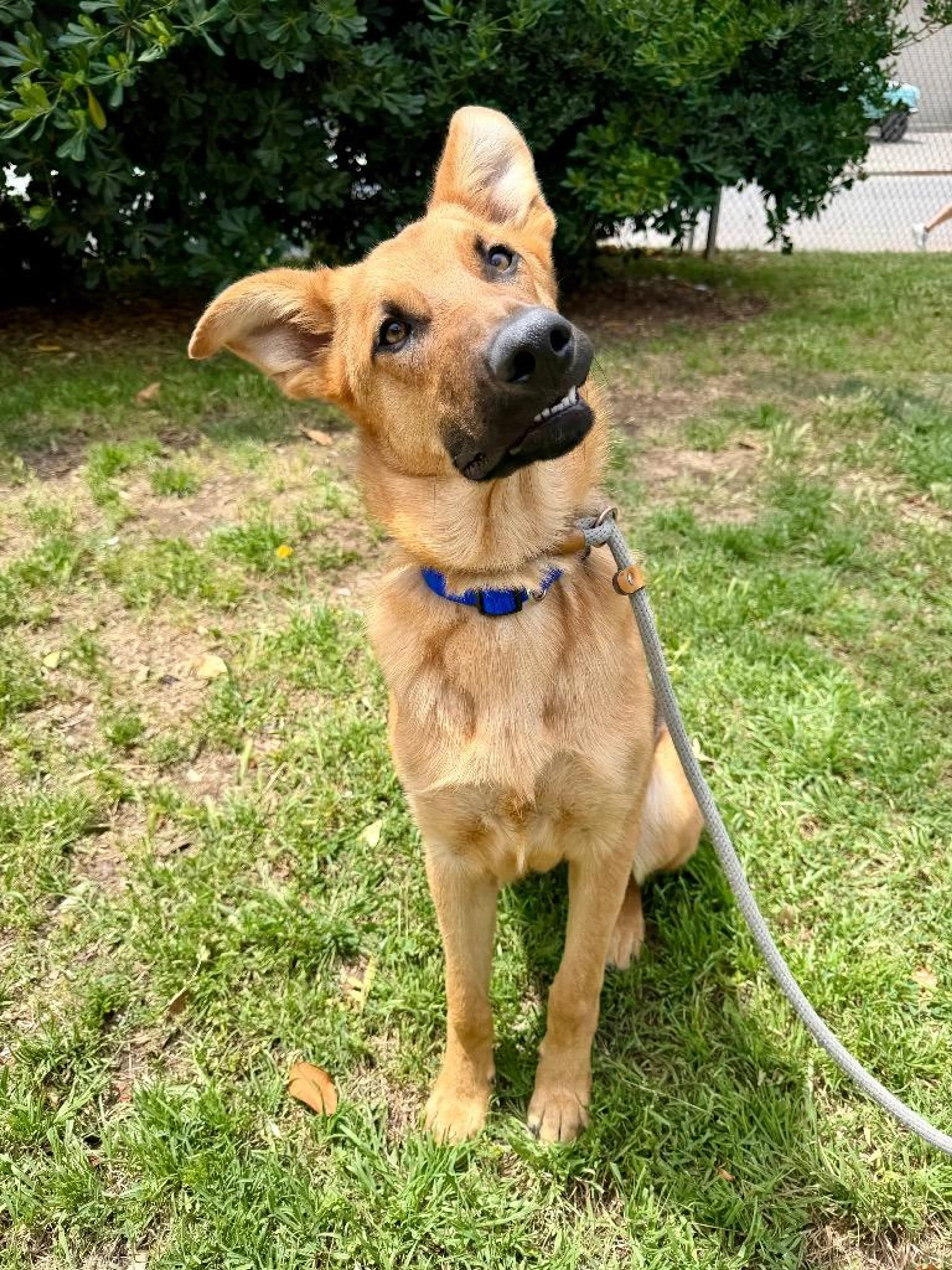 Found pet-1