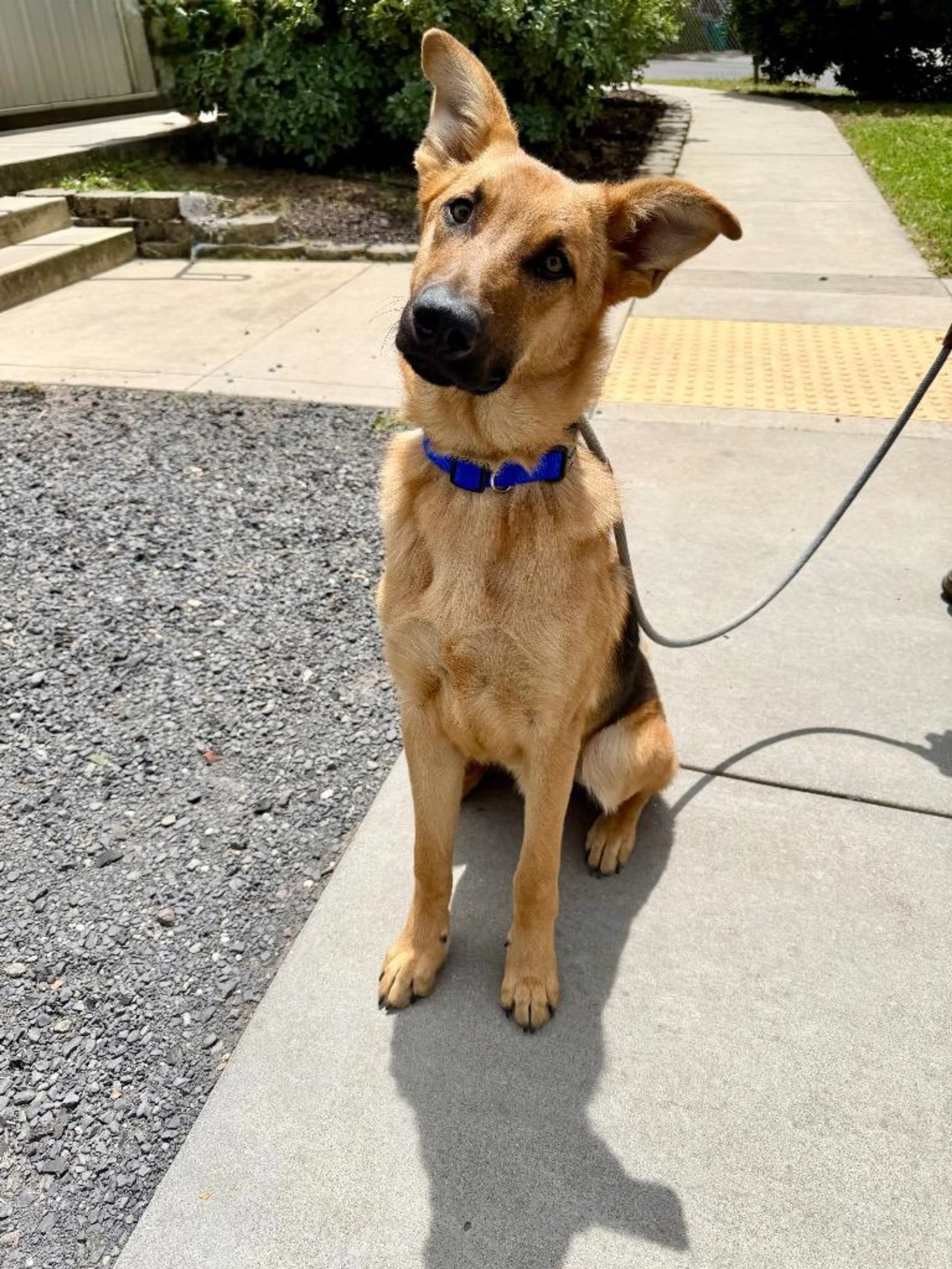Found pet-2