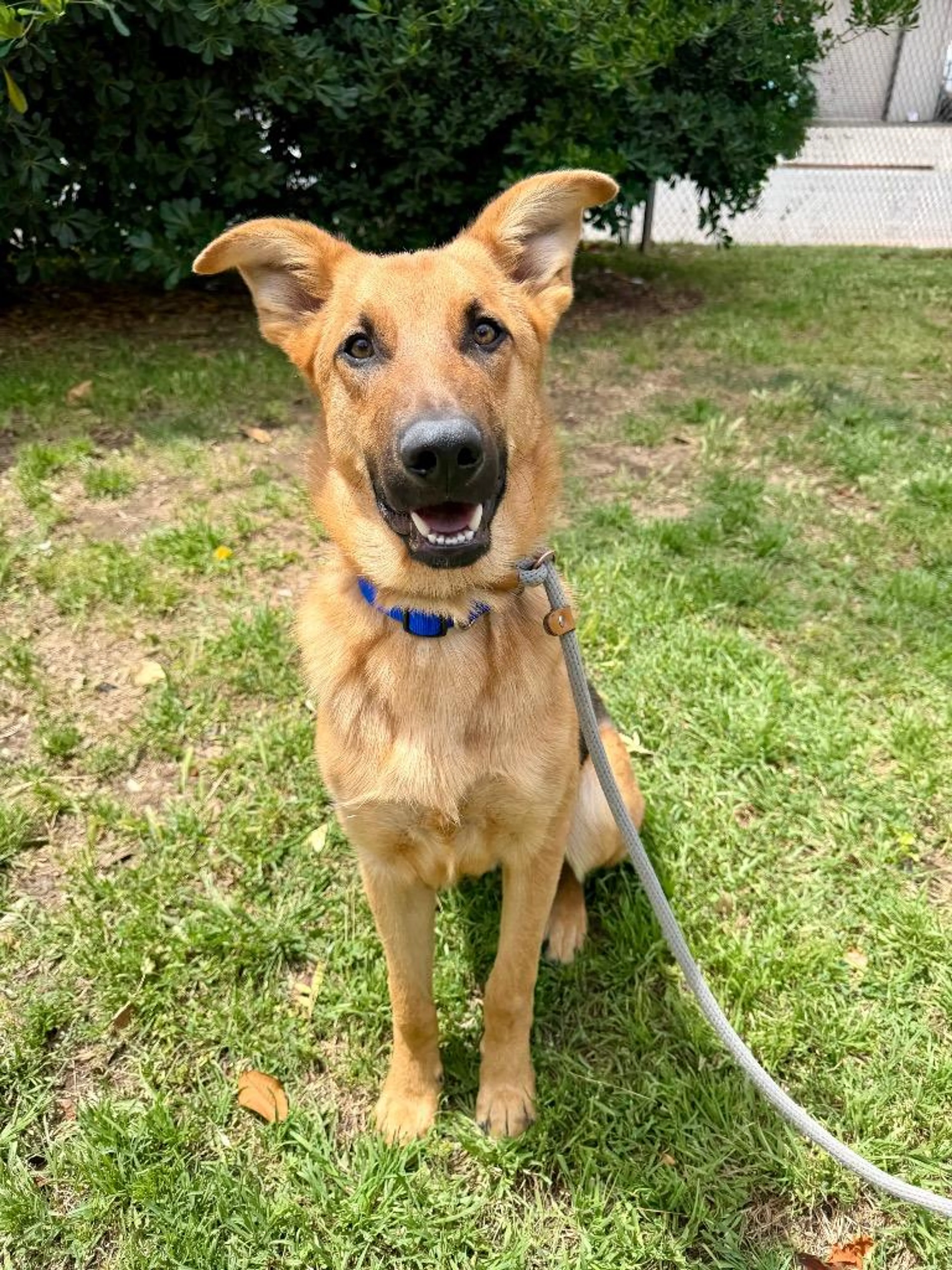 Found pet-3