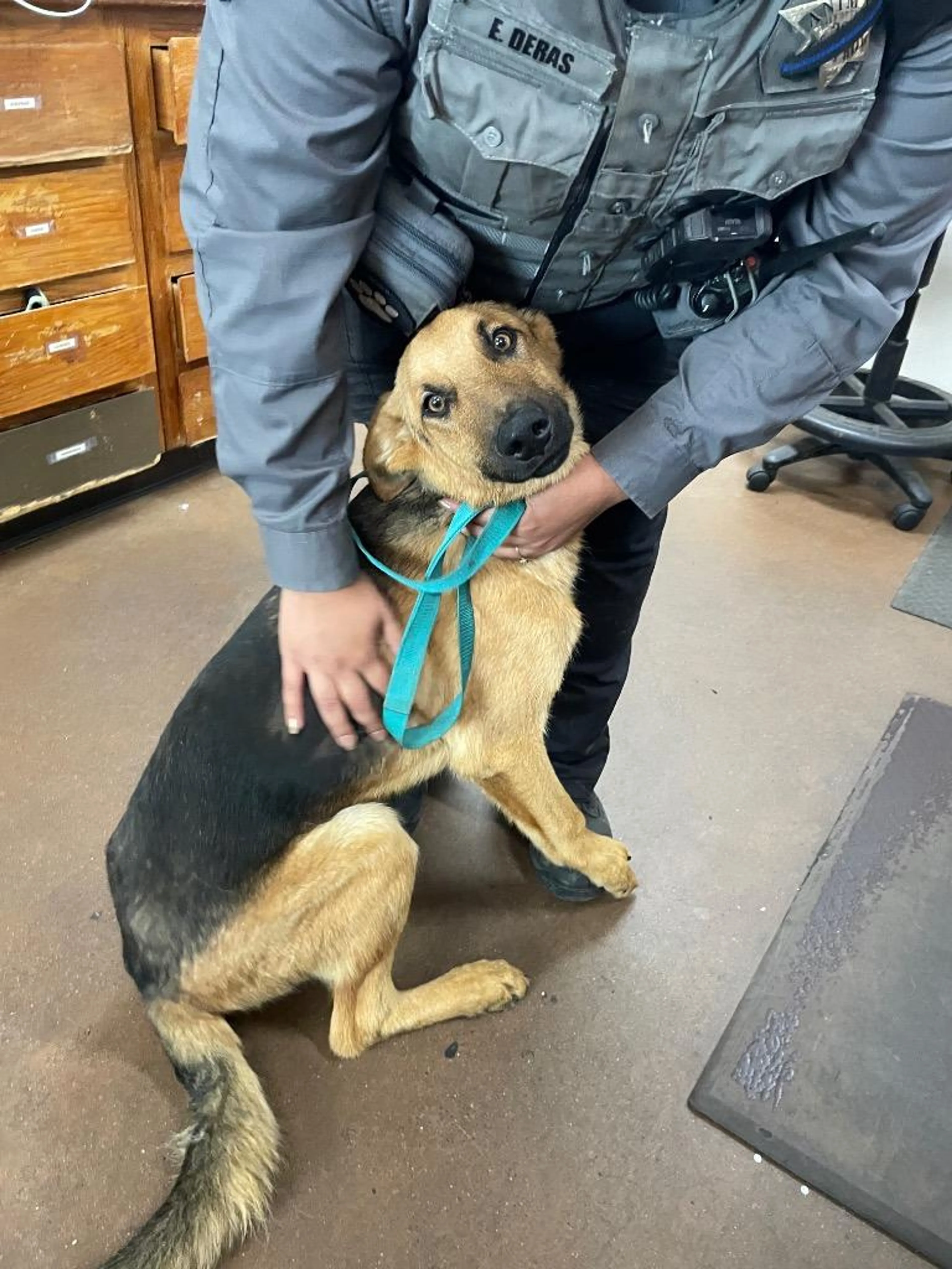 Found pet-0