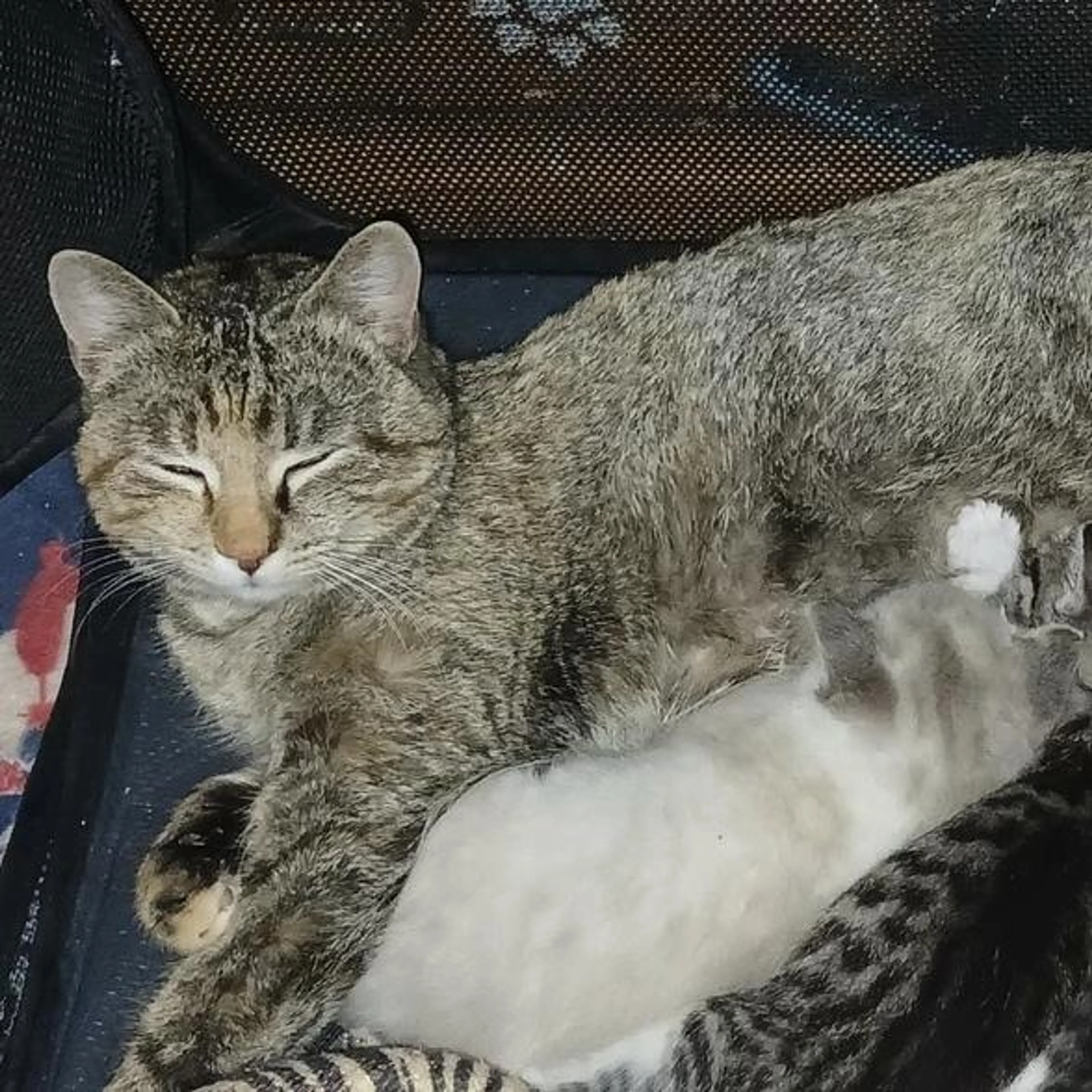 Found pet-2