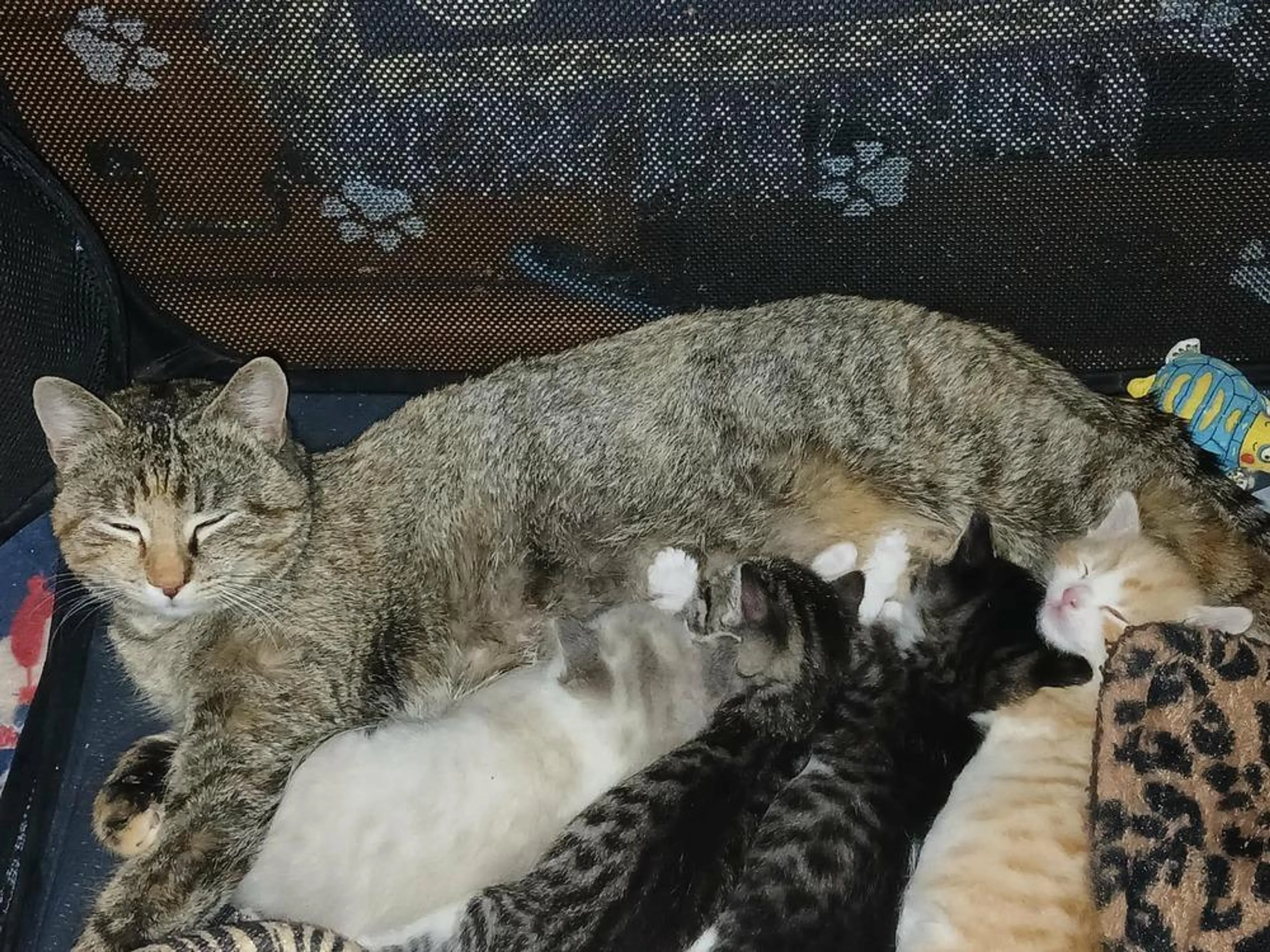 Found pet-5