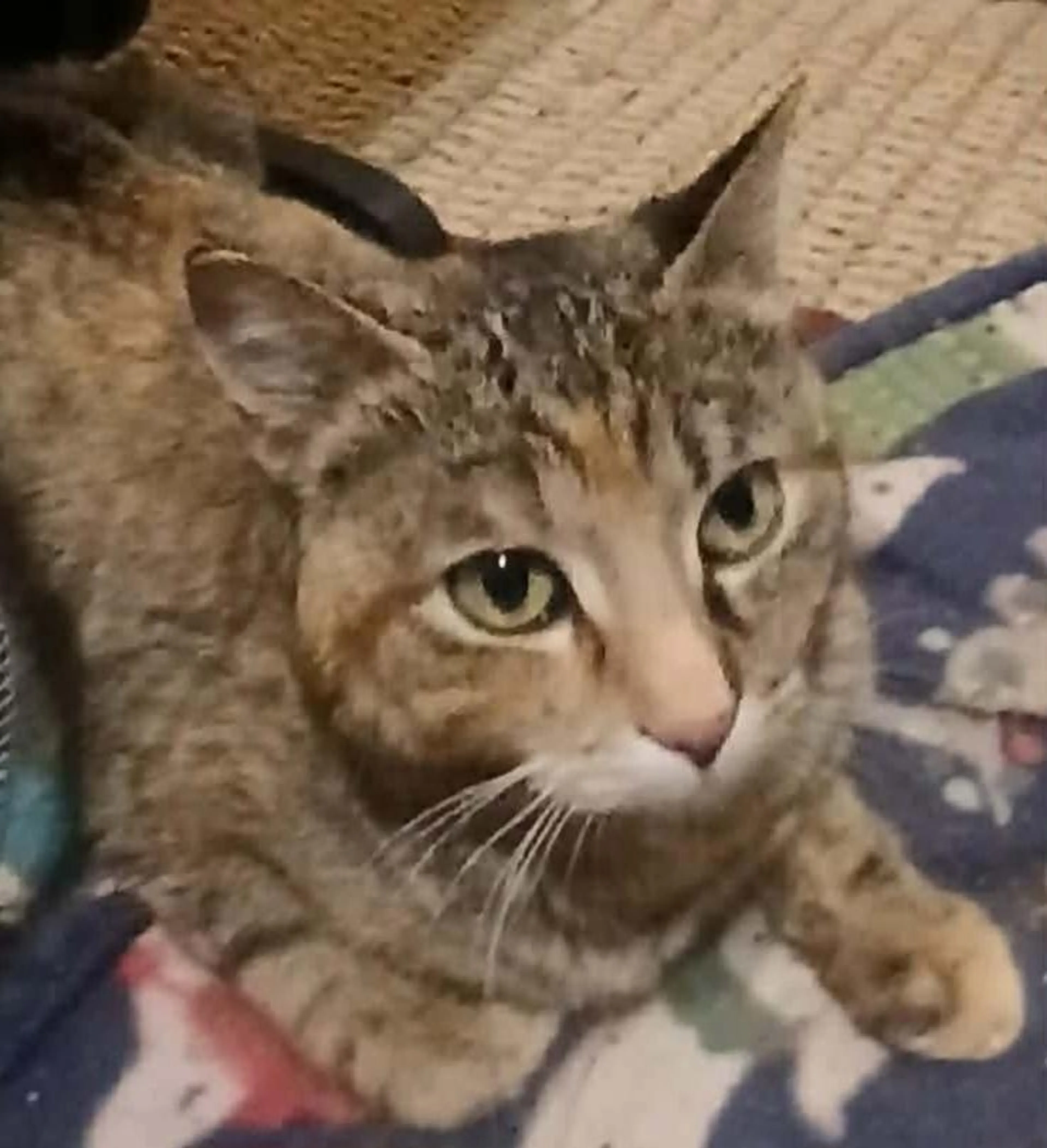 Found pet-3