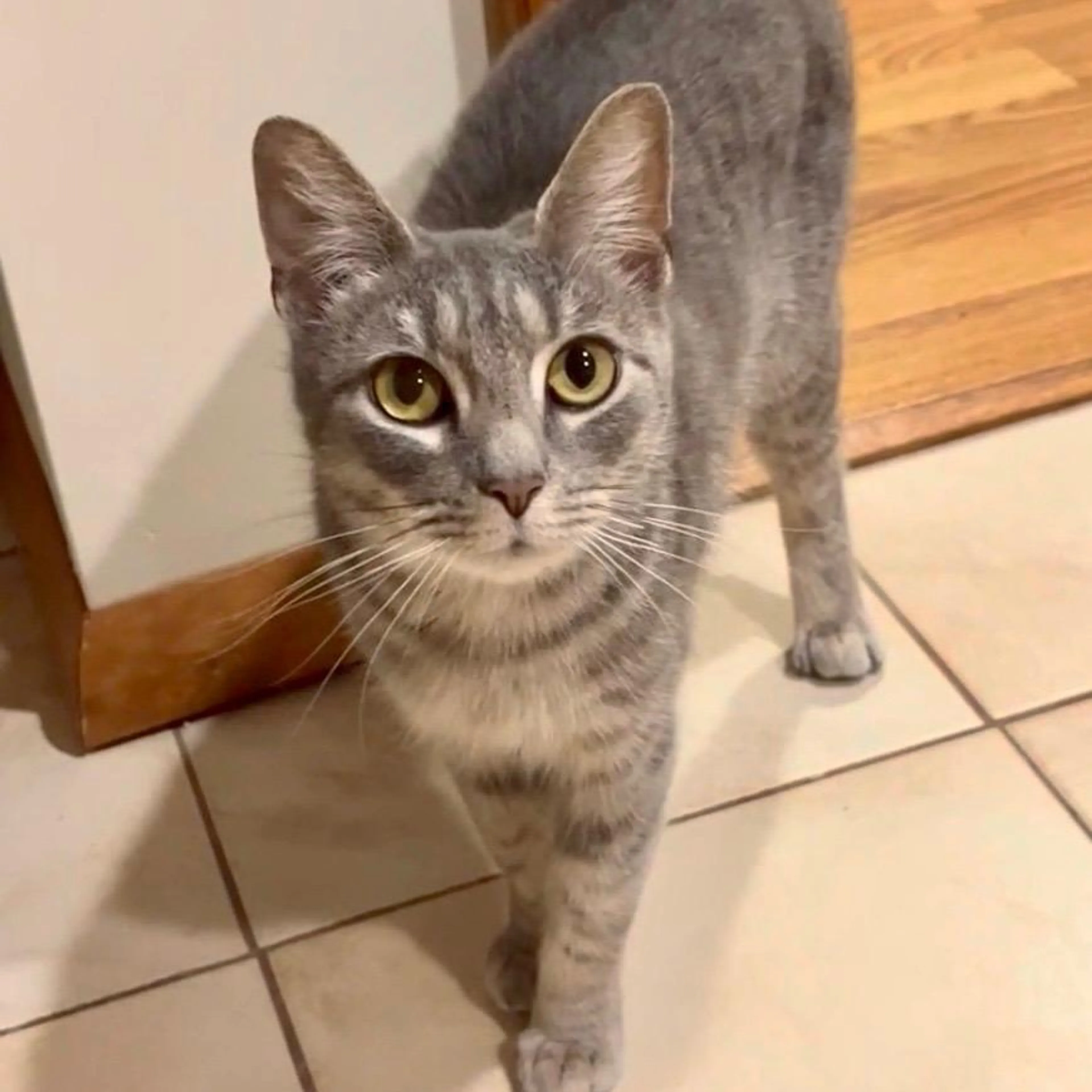 Found pet-0