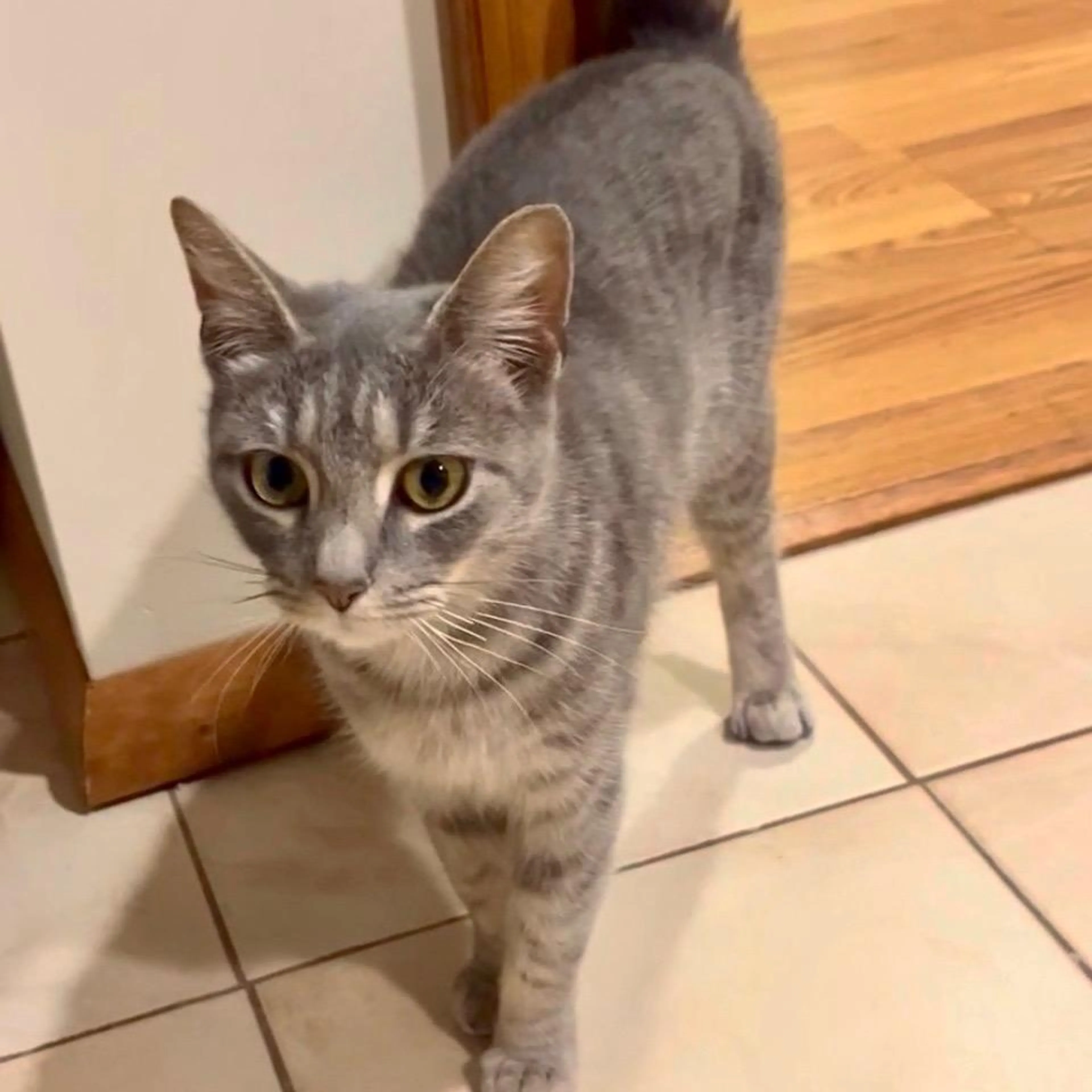 Found pet-1