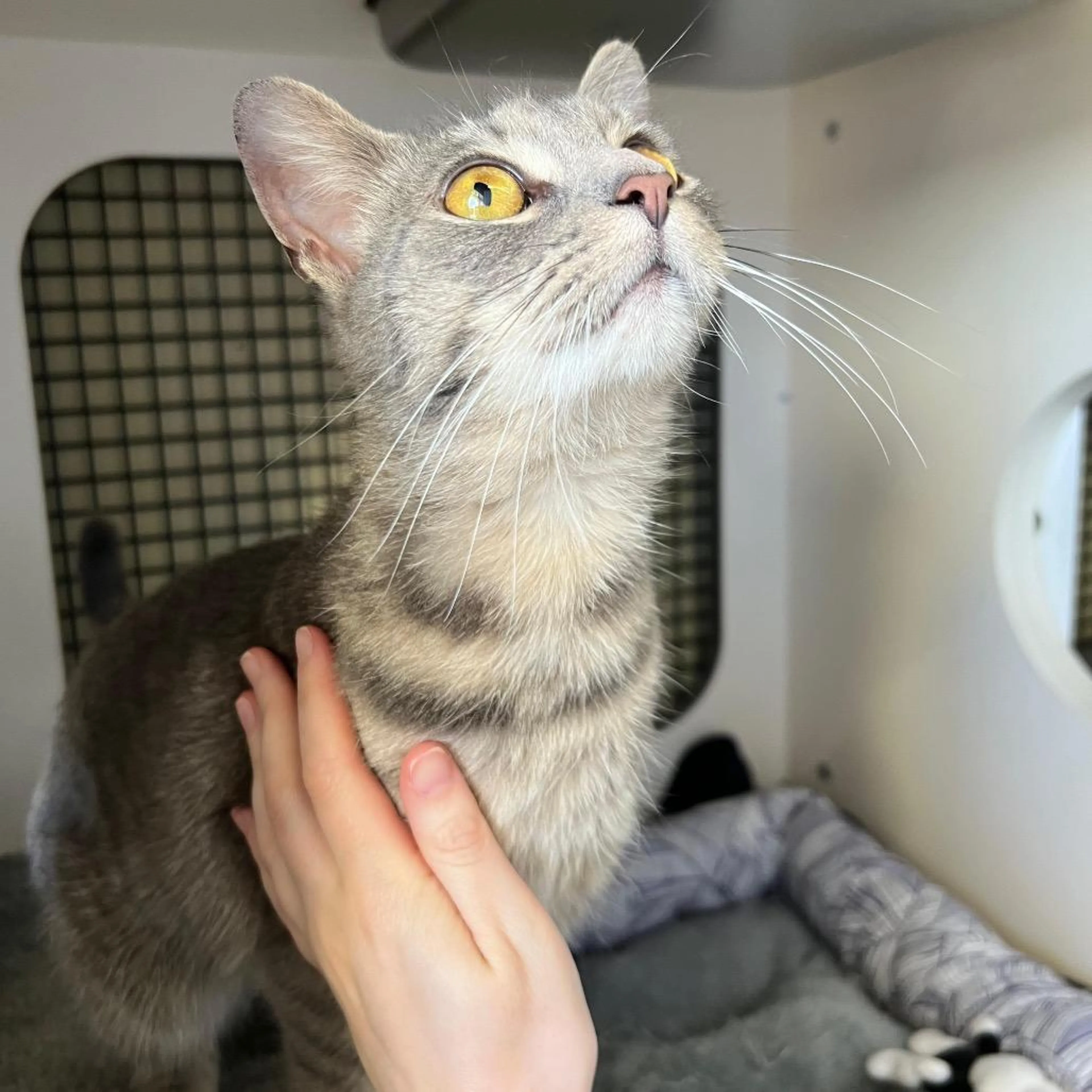 Found pet-2