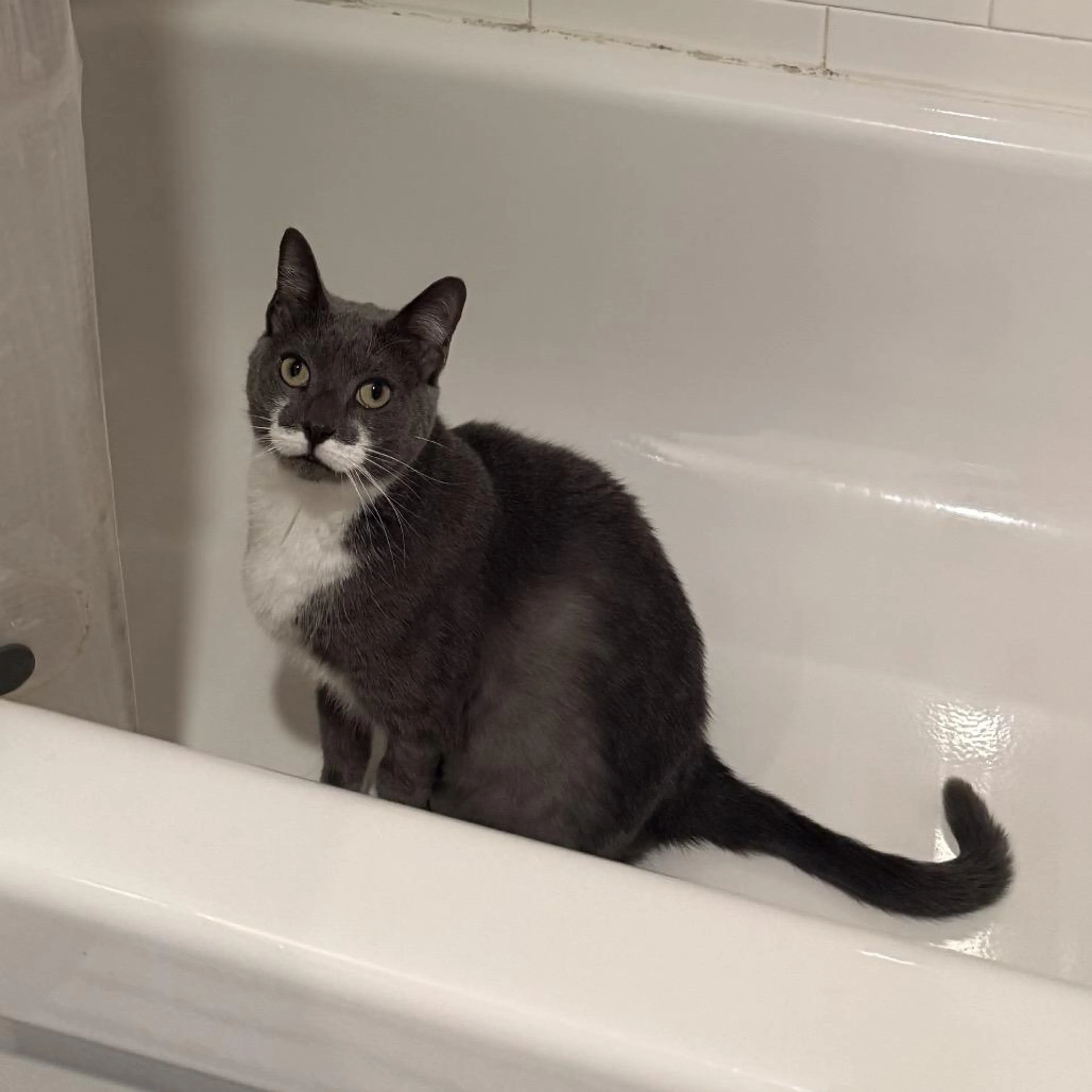 Found pet-1