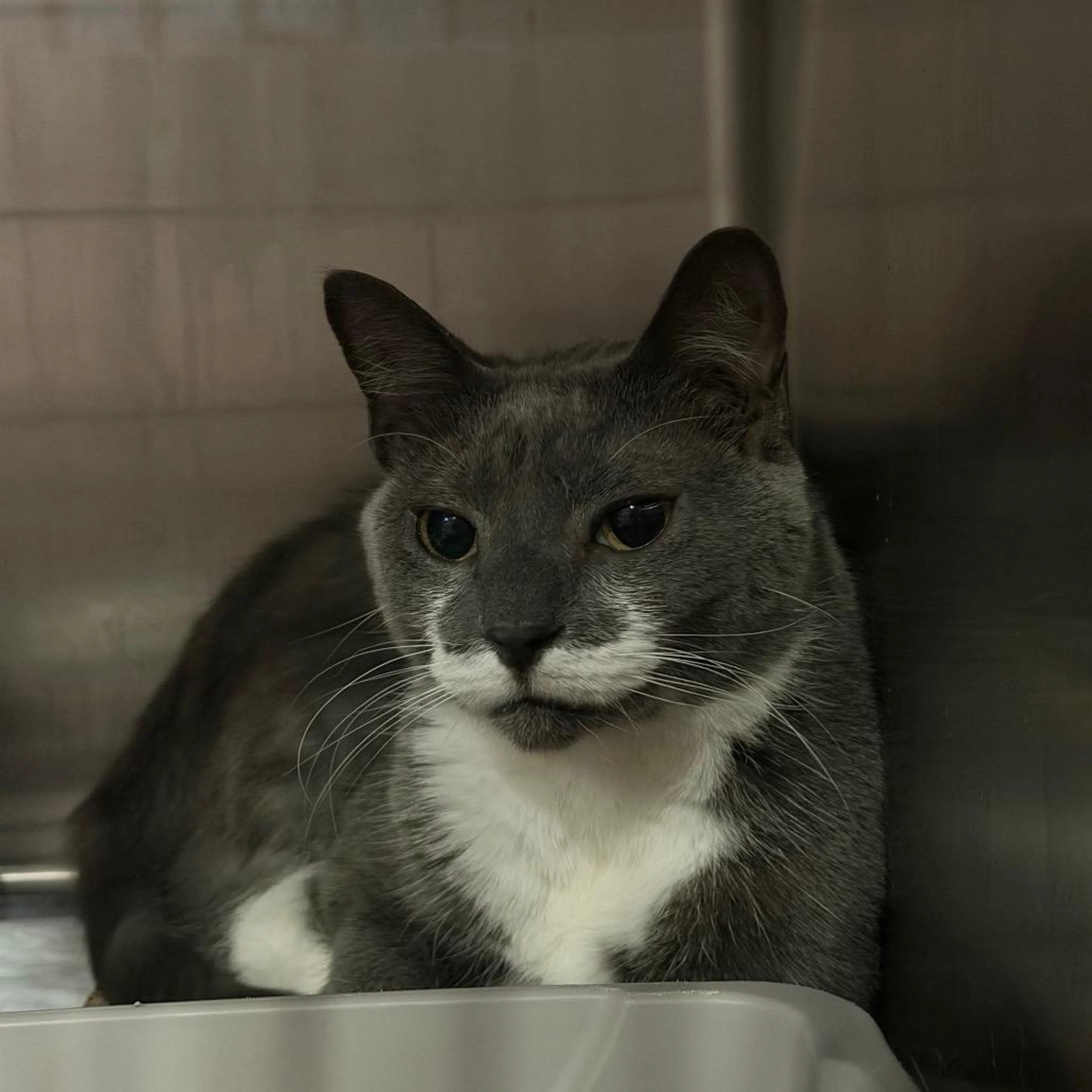 Found pet-3
