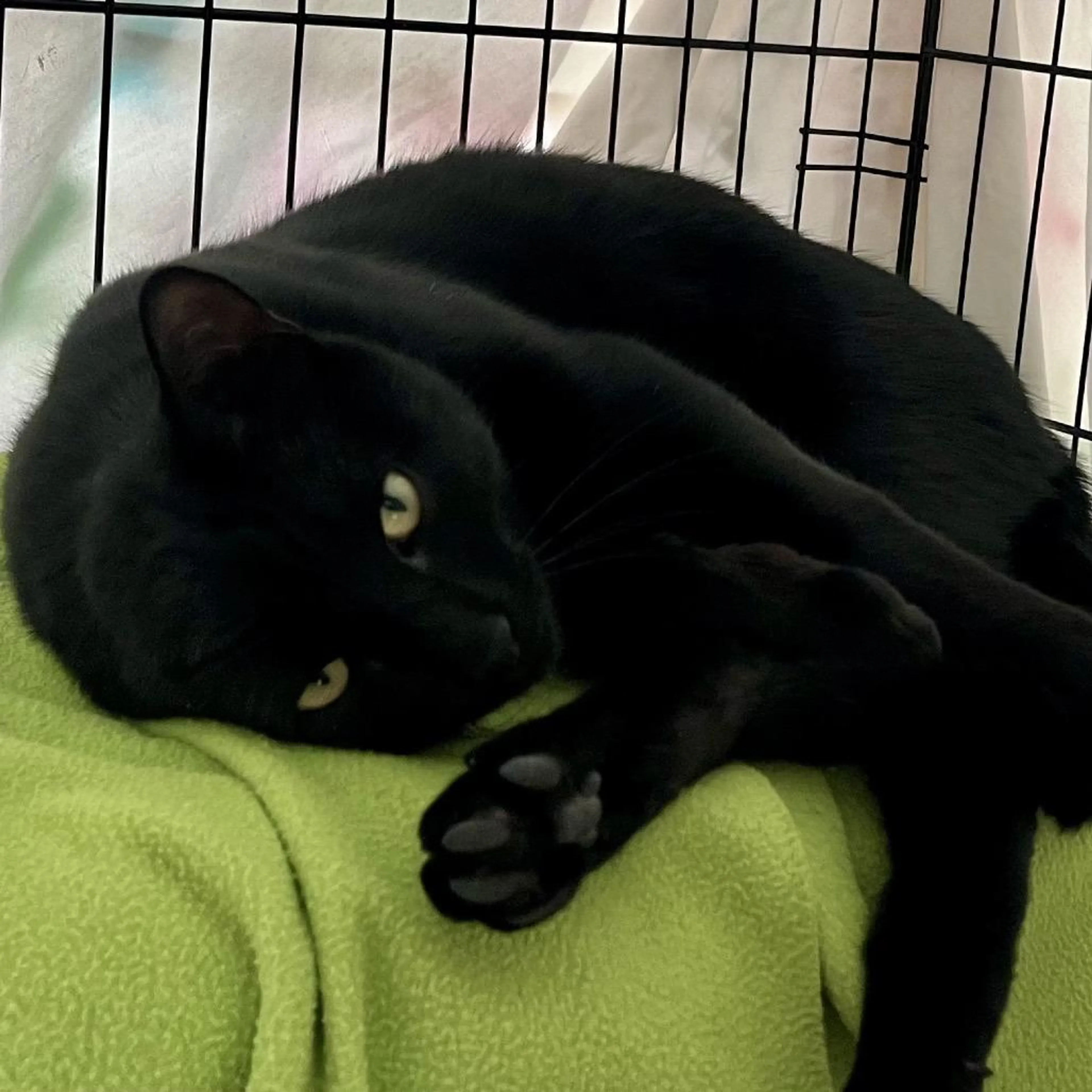 Found pet-1