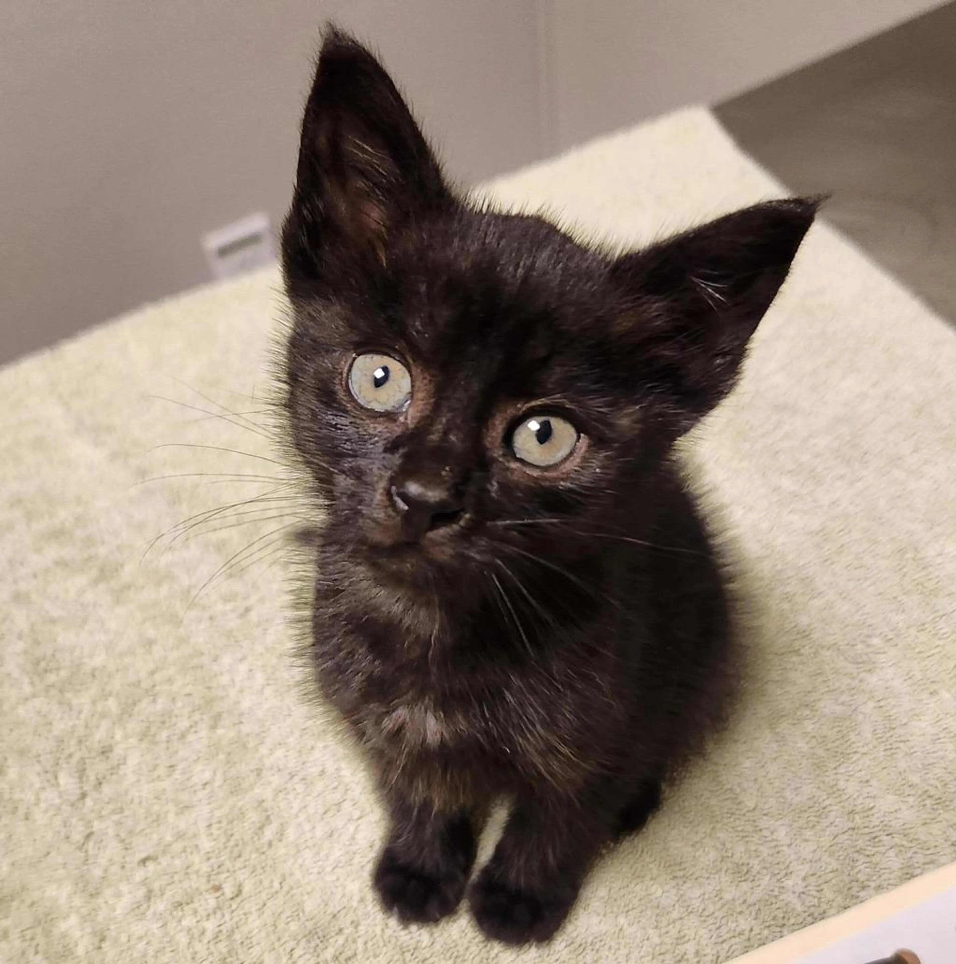 Found pet