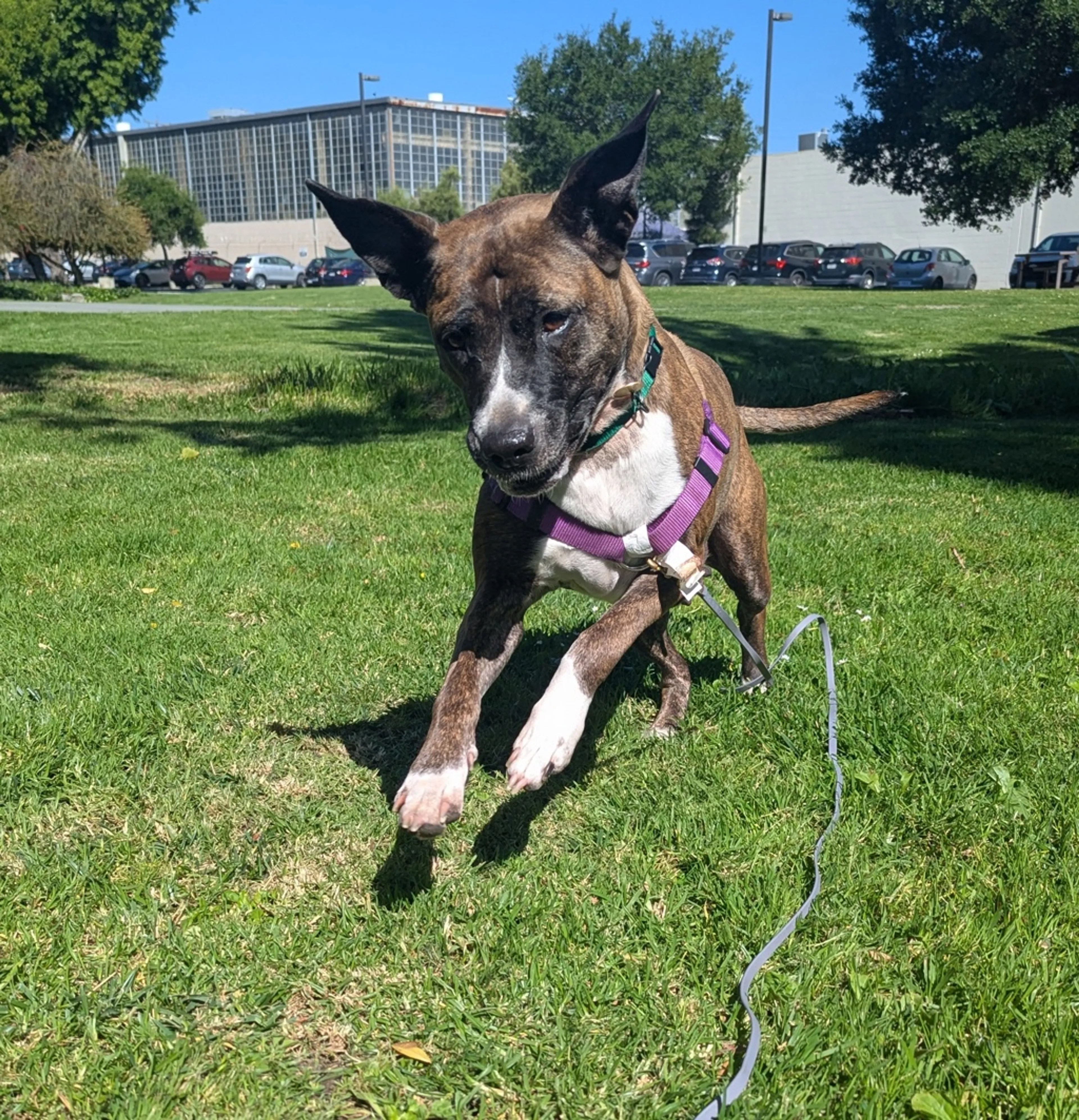 Found pet-1