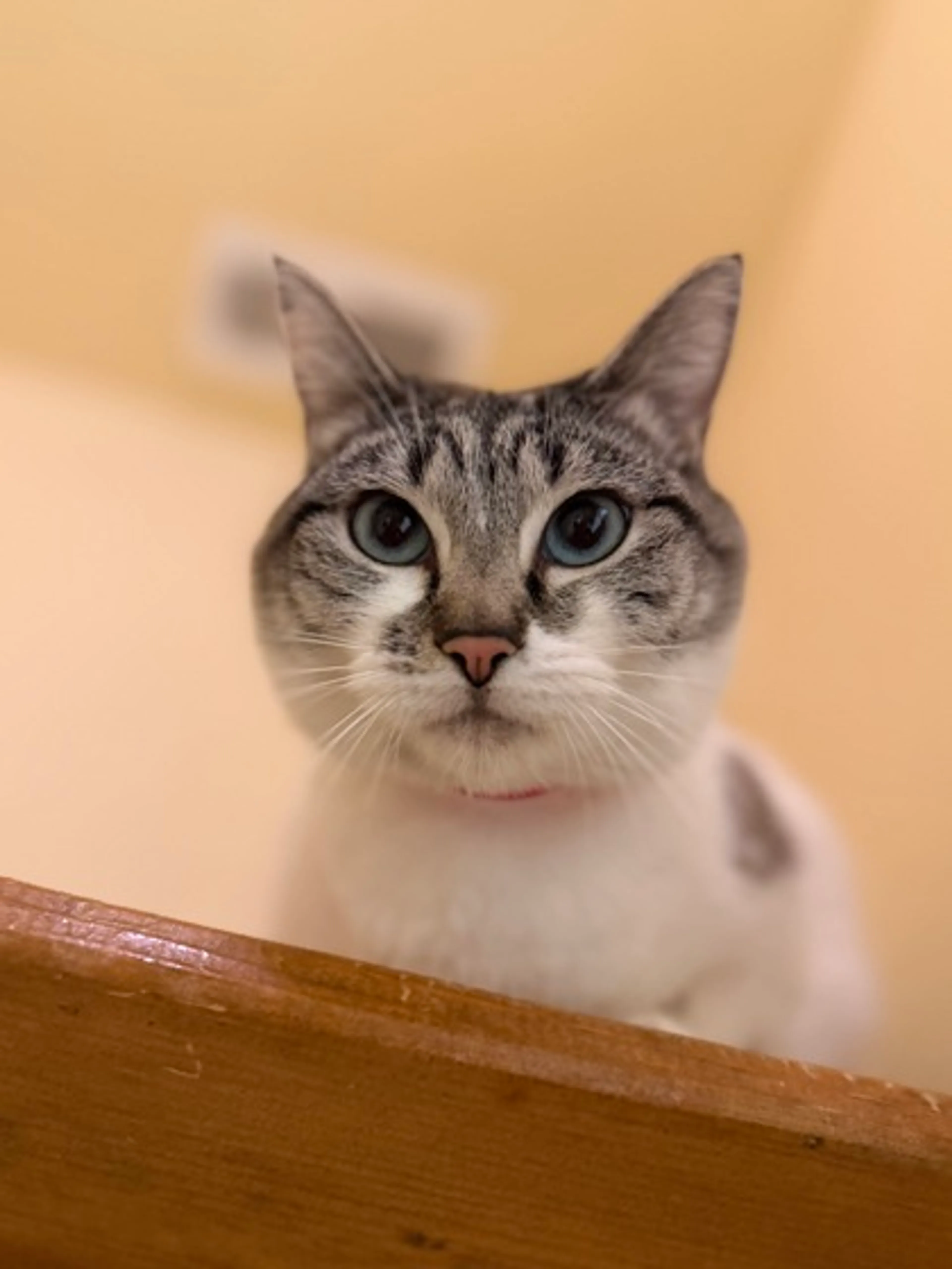 Found pet-1