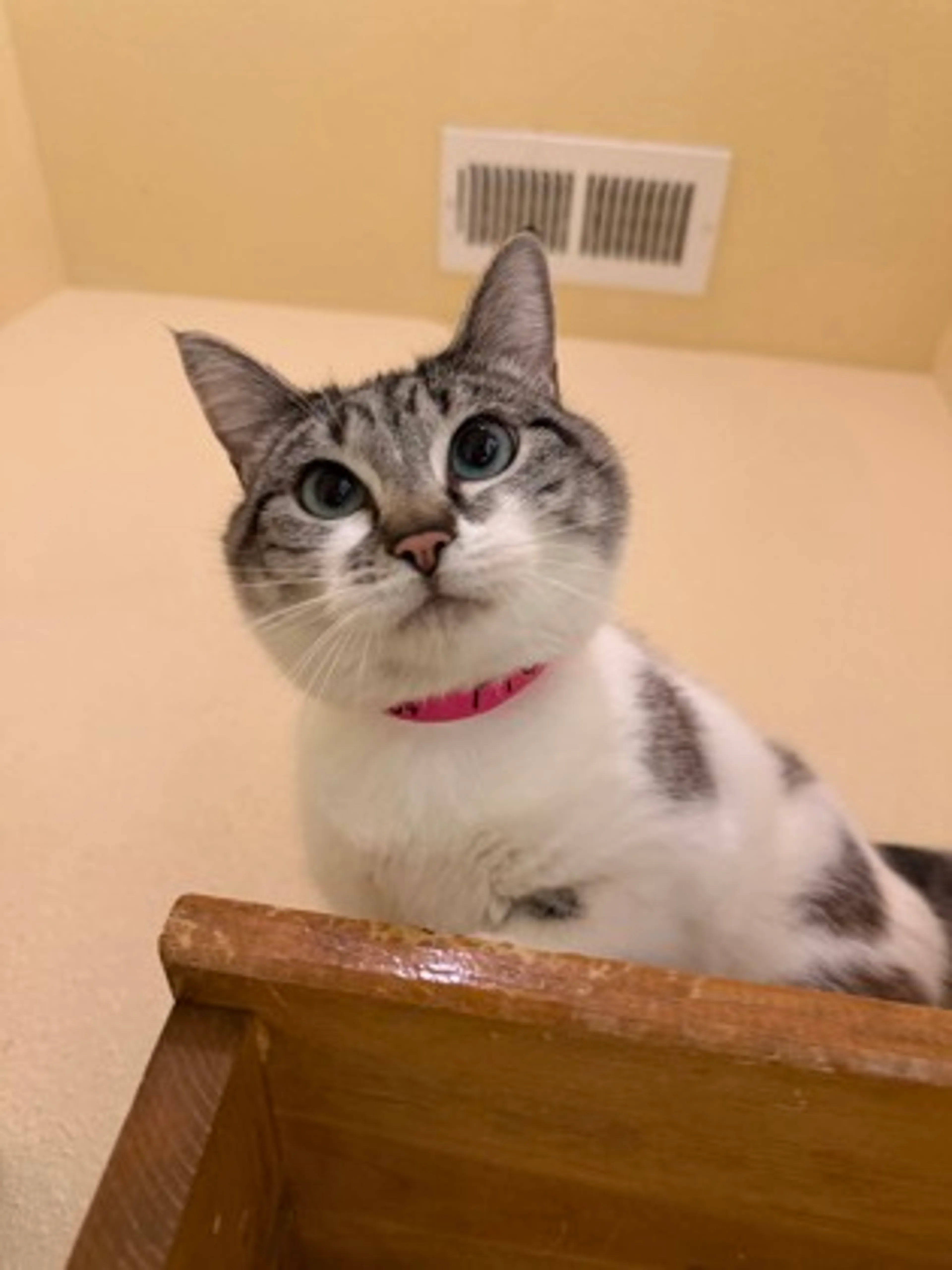 Found pet-0