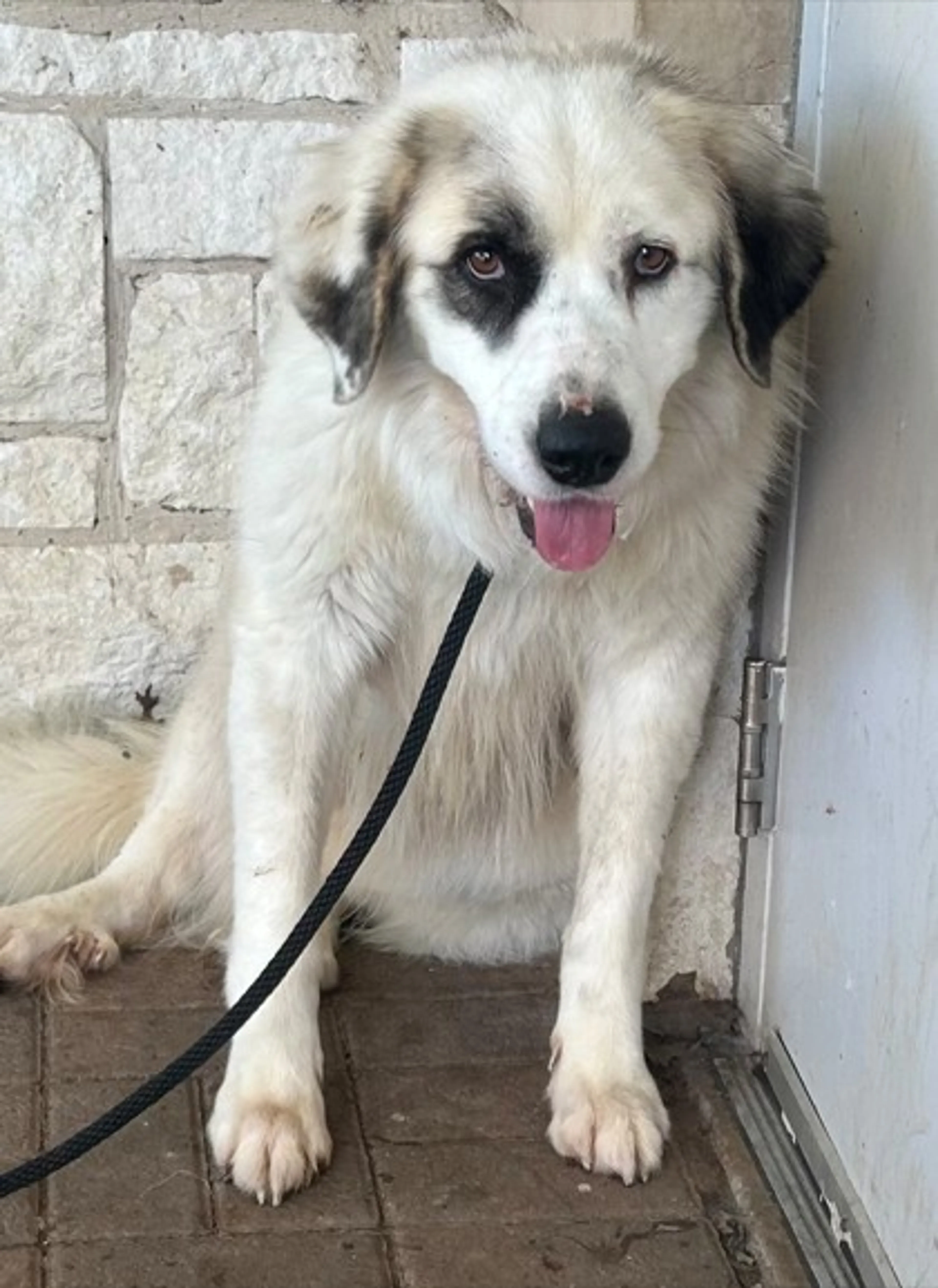 Found pet-1