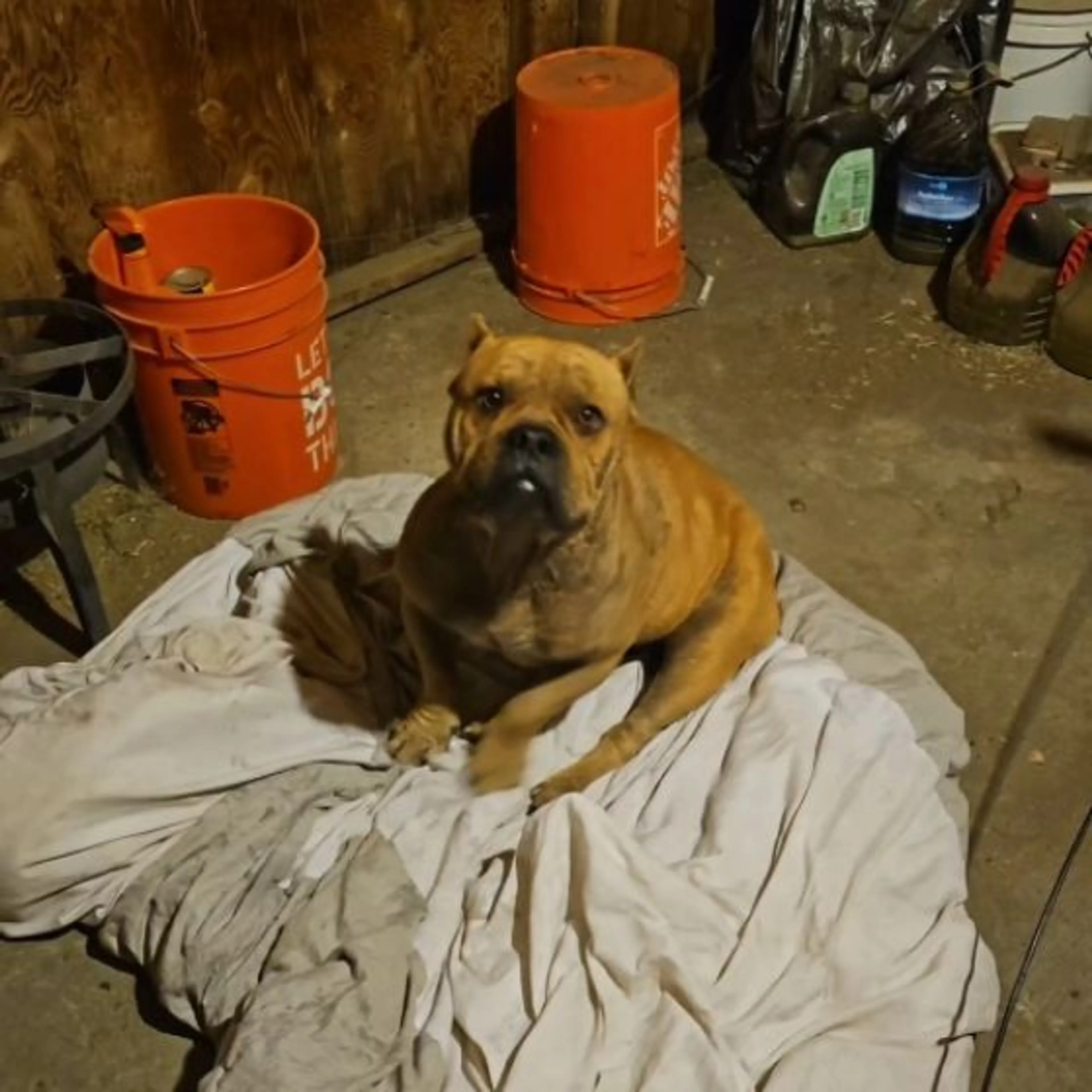Found pet
