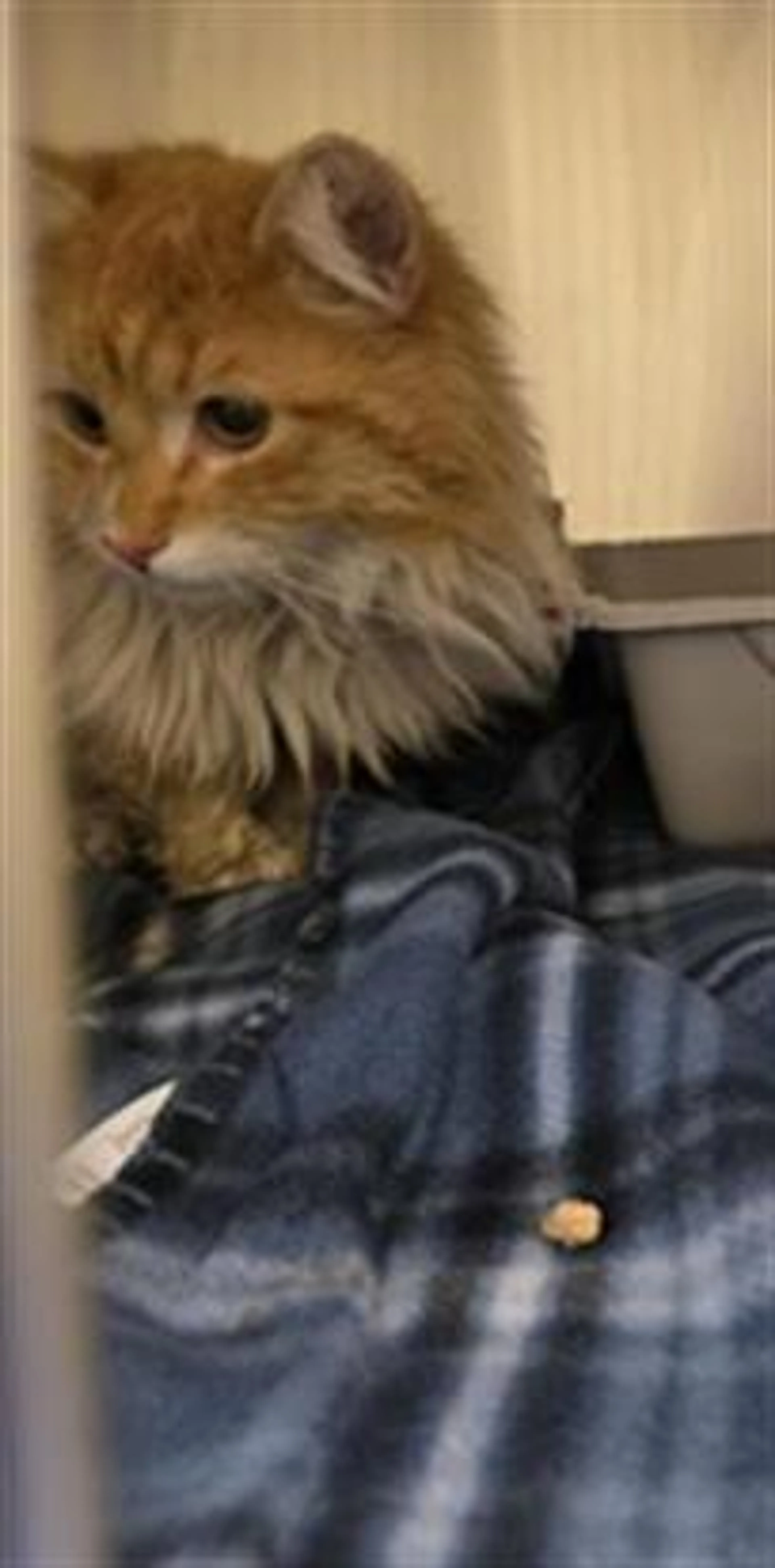 Found pet