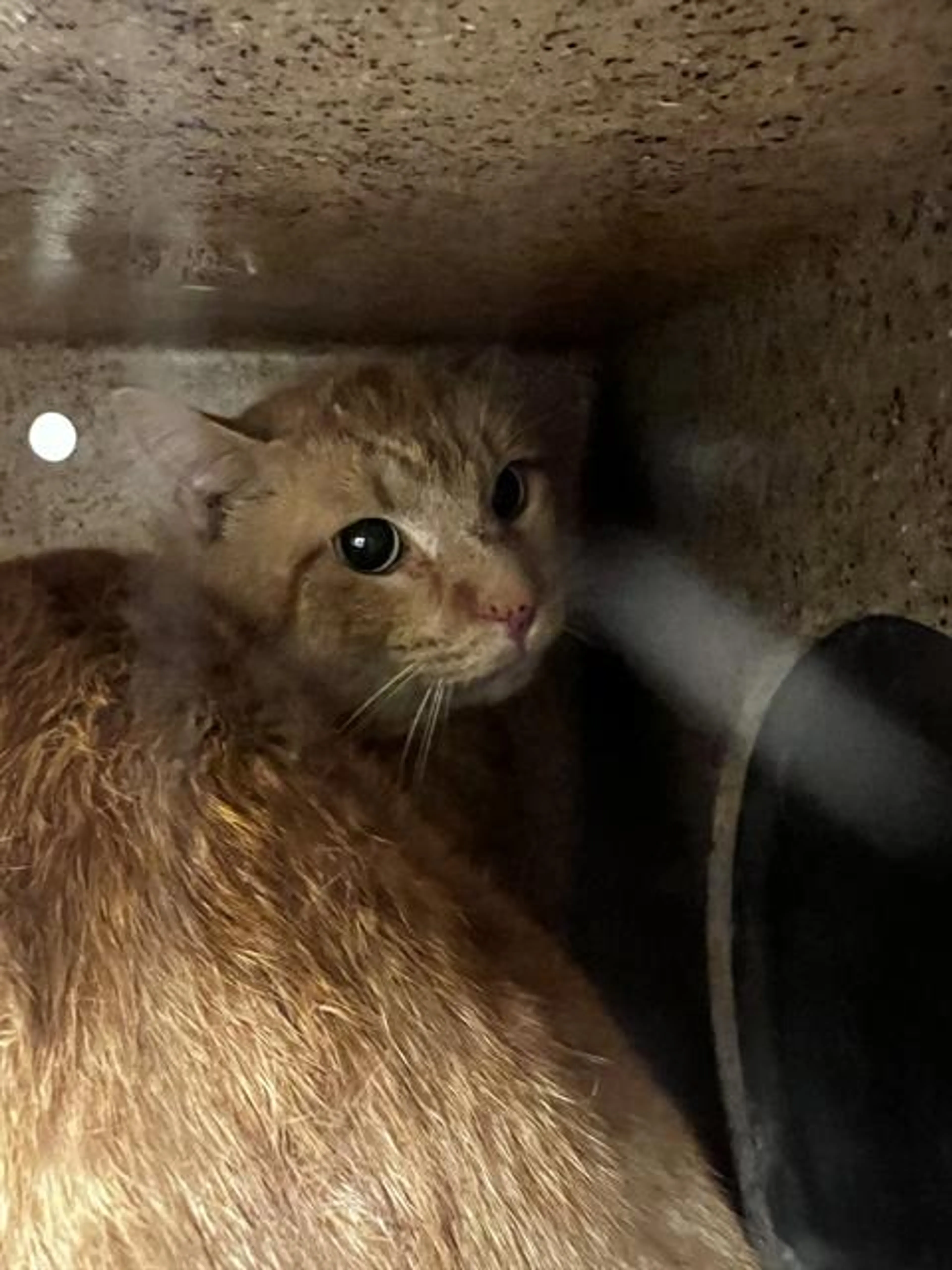 Found pet