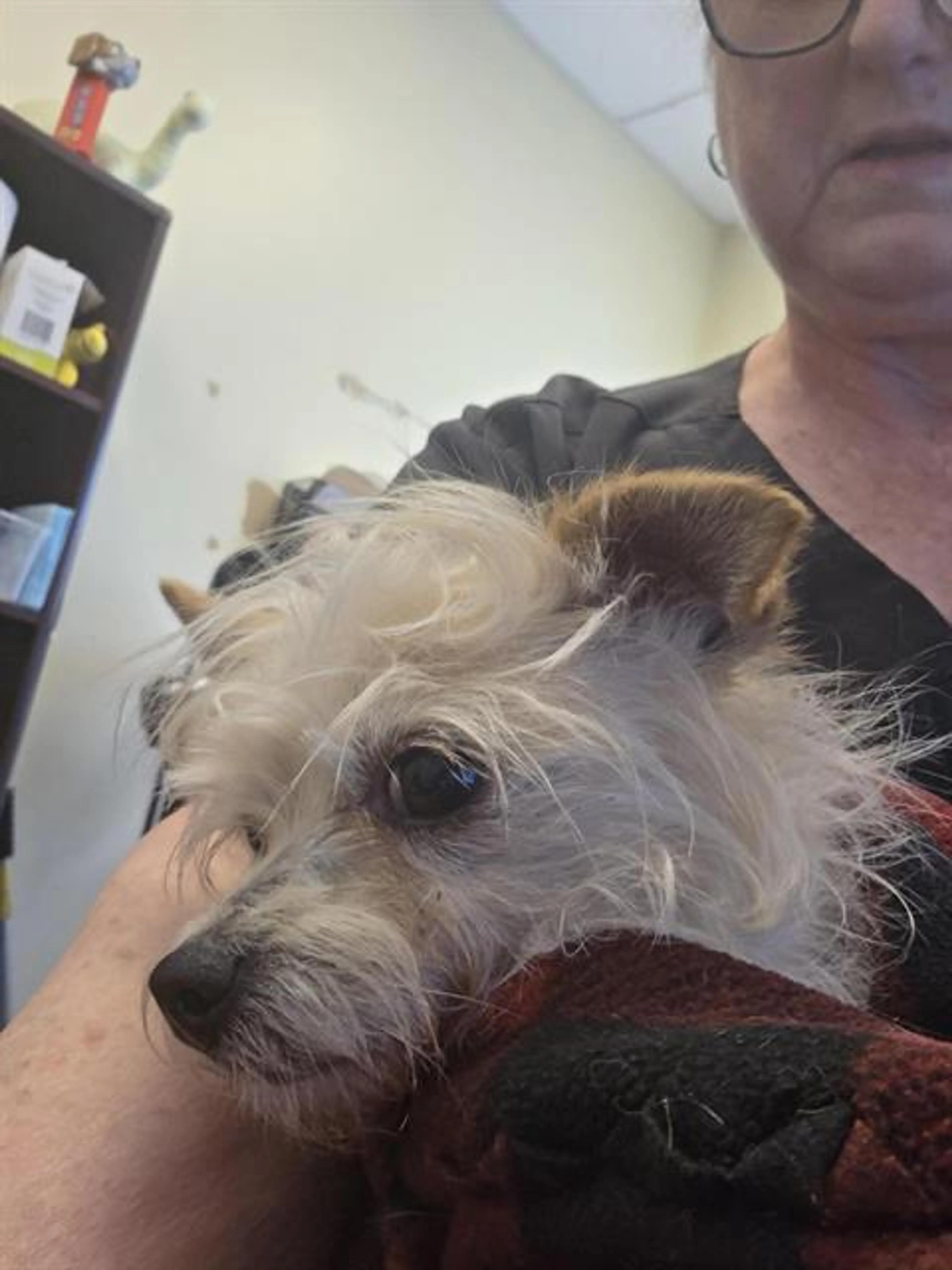 Found pet